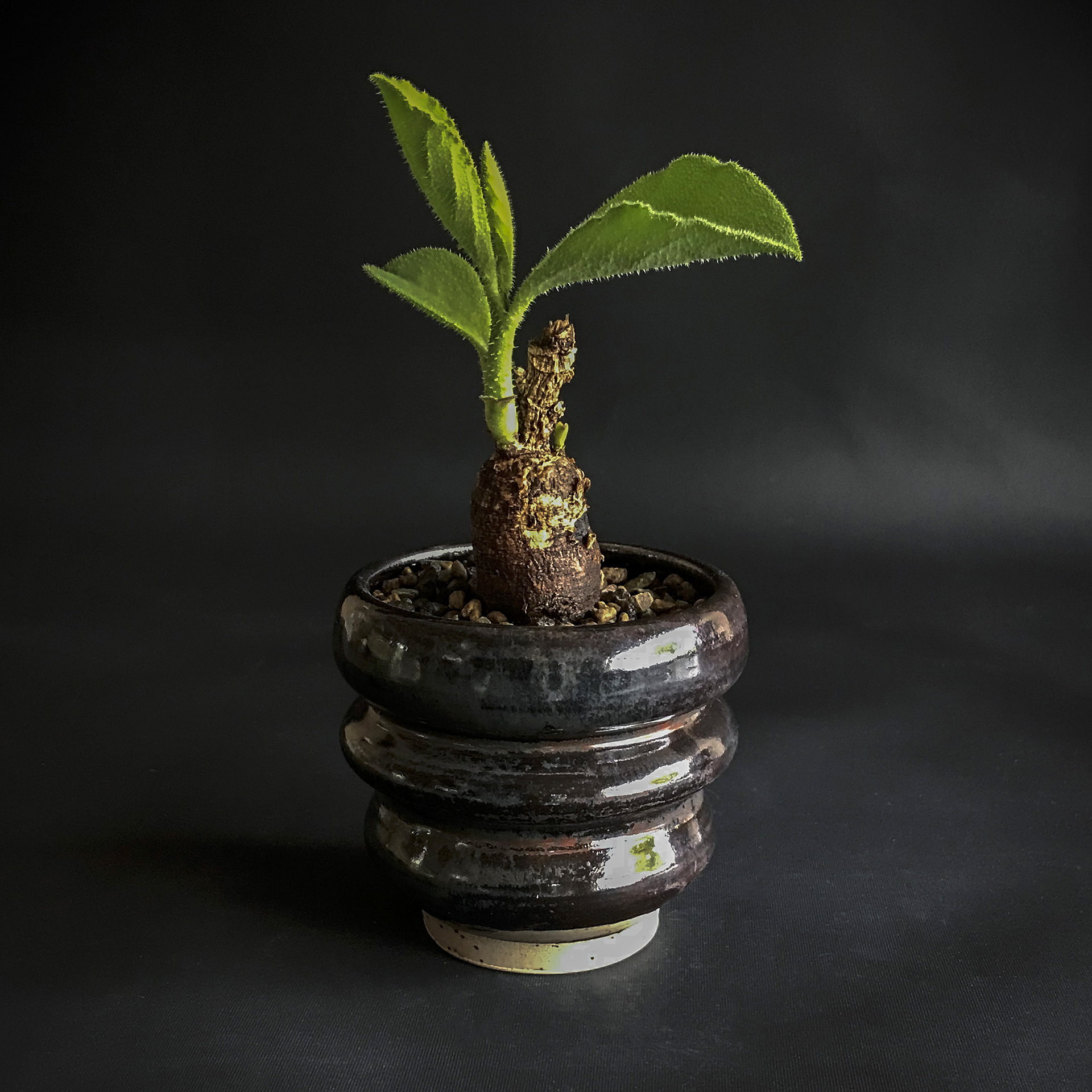 Monadenium echinulatum