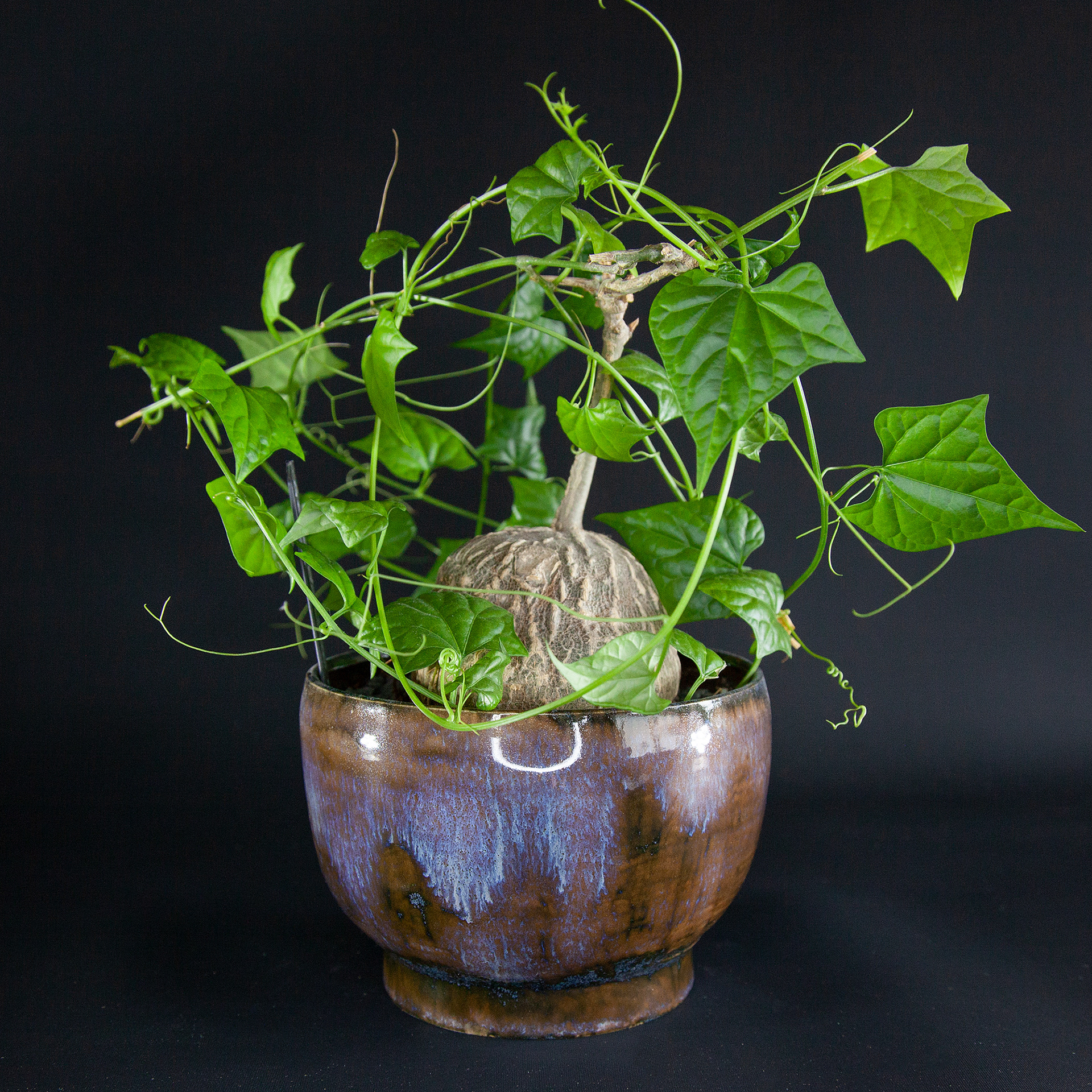 Pot #340 · 13x10 cm · DKK 175,-