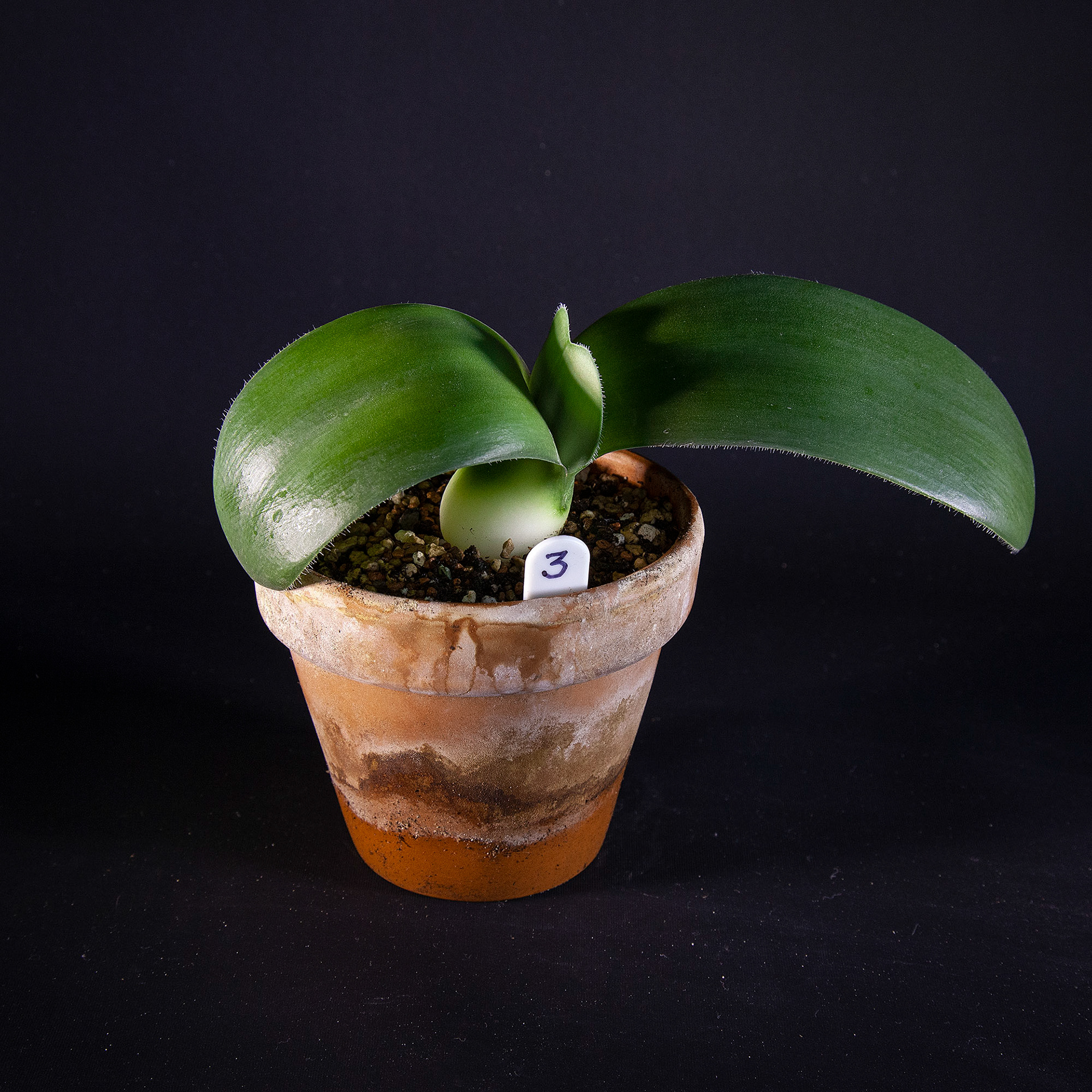 Haemanthus albiflos DKK 35,-