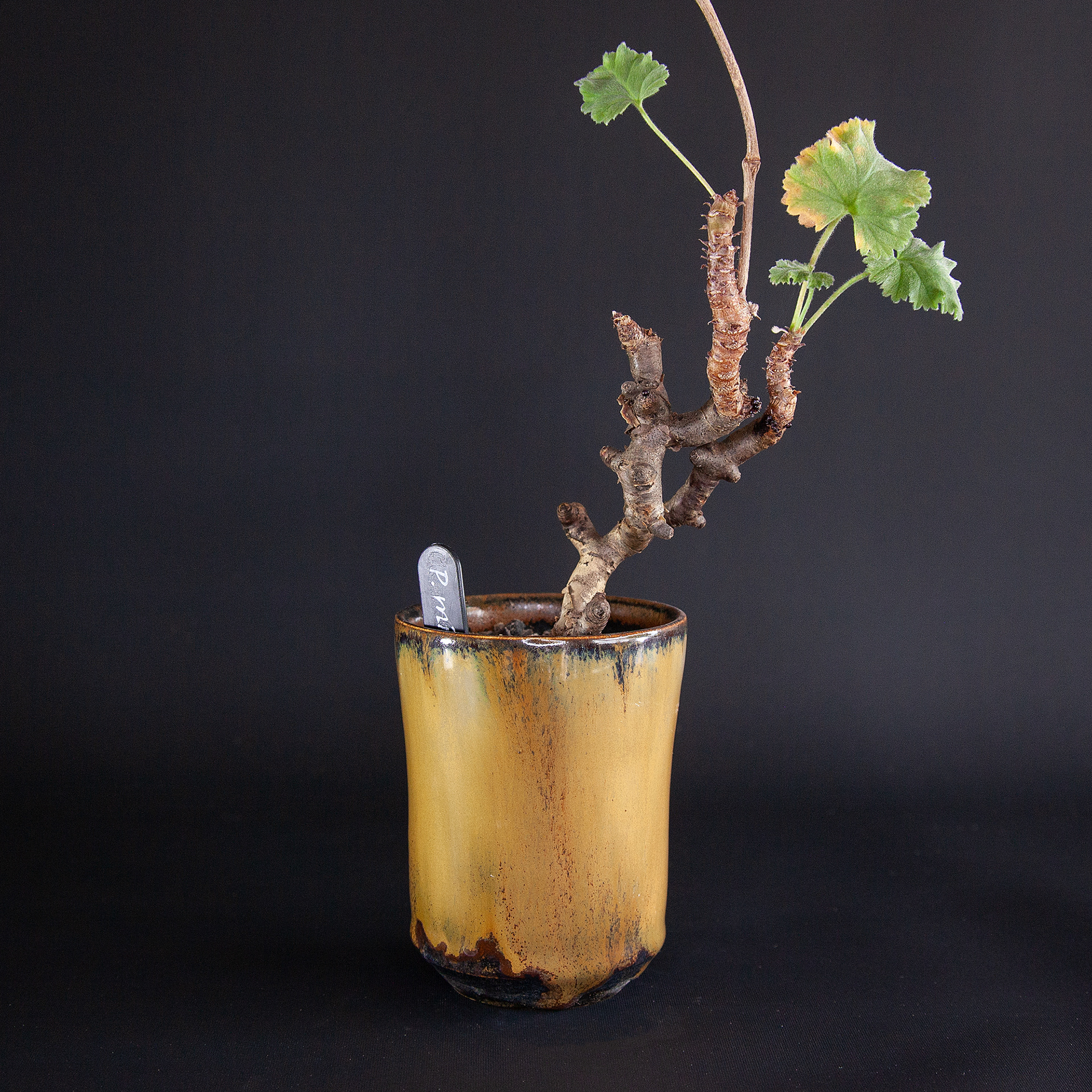 Pot #116 · 7,5x9 cm · DKK 150,-