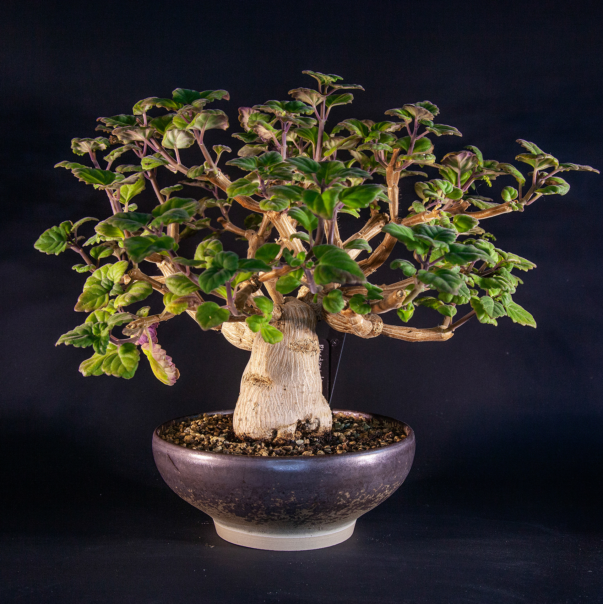 Plectranthus ernstii