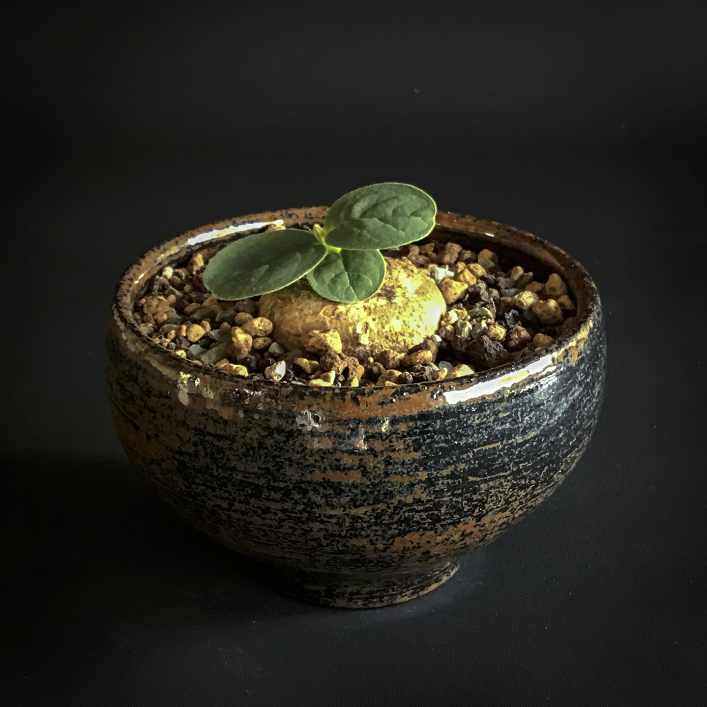 Pot #381 · 11 x 7 cm · DKK 195,-