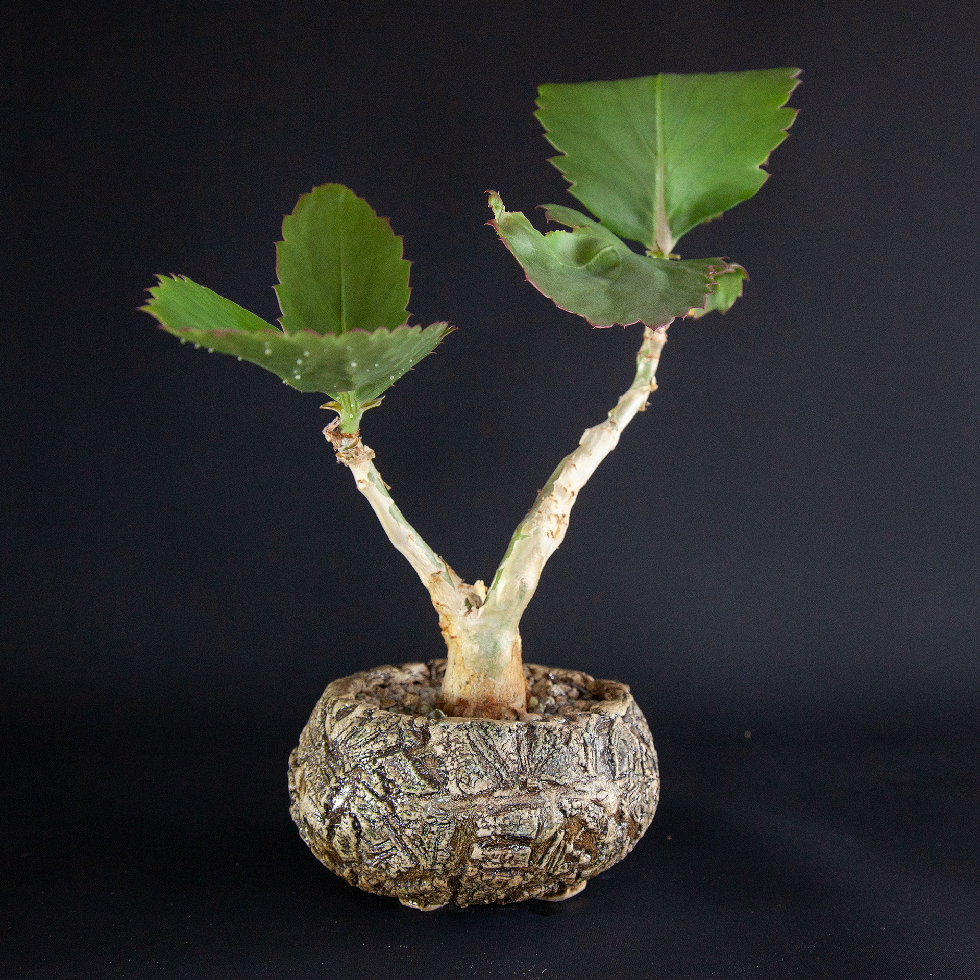 Pot #207 · 12x6,5 cm · DKK 175,-