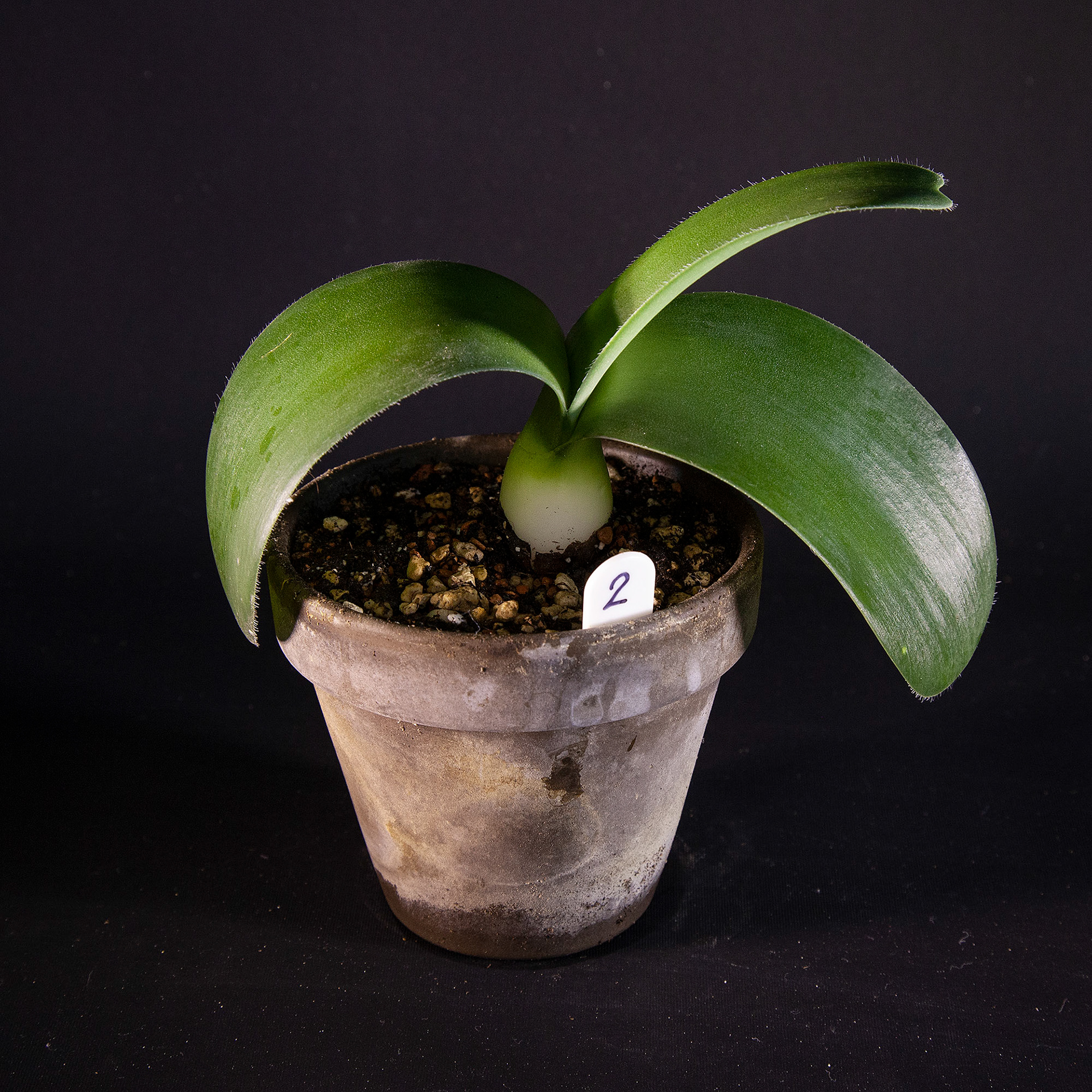 Haemanthus albiflos SOLD