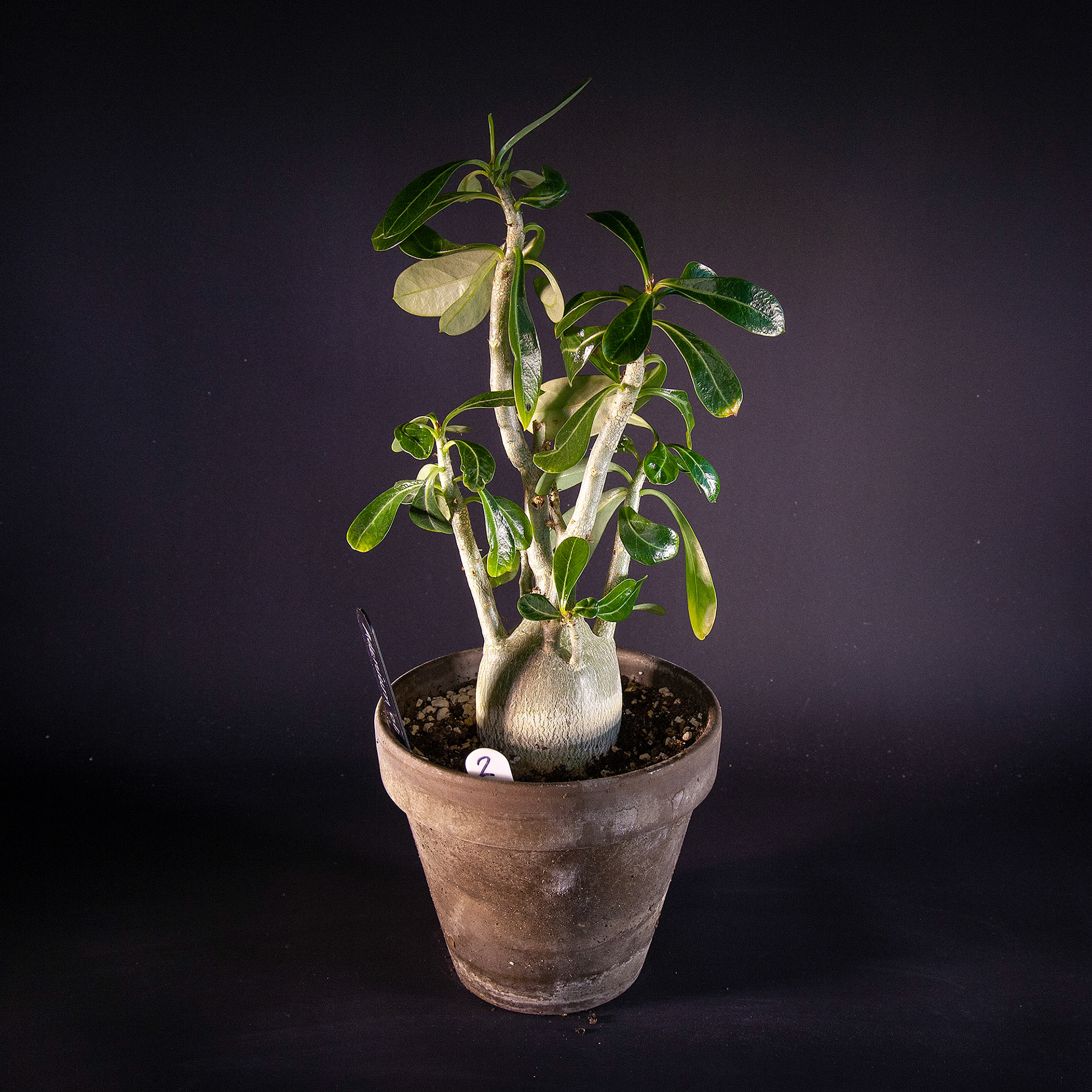 Adenium obesum DDK 160,-