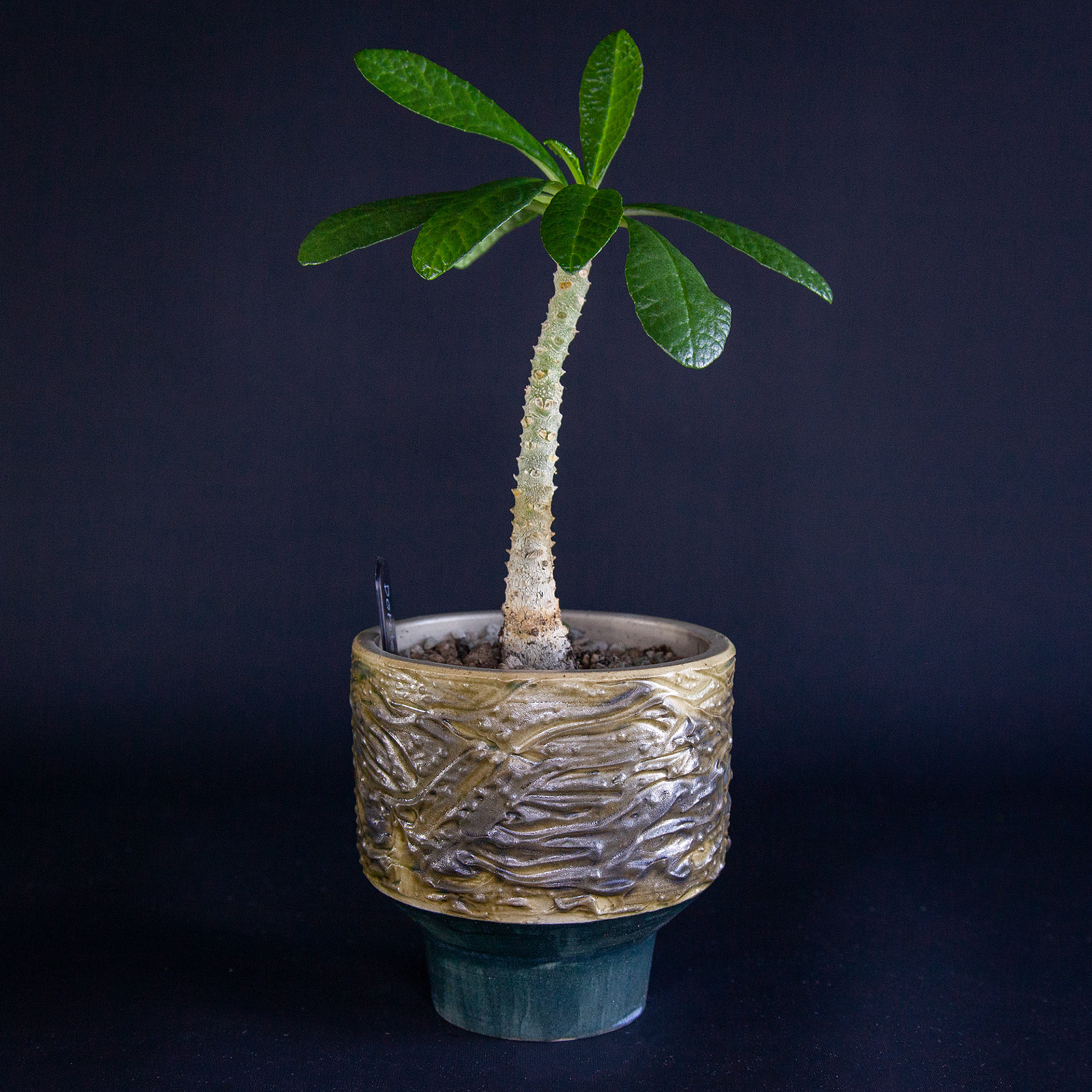 Dorstenia gigas, young plant