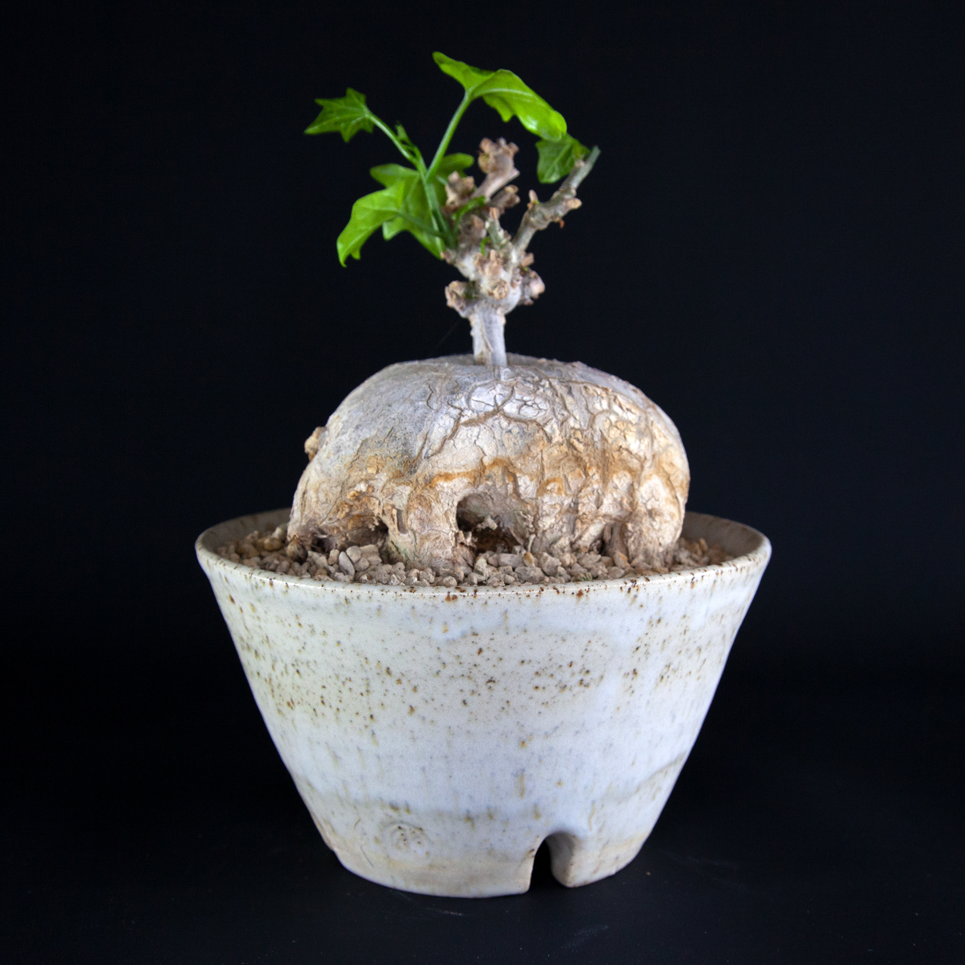 Pot #339 · 15,5x9 cm · DKK 275,-