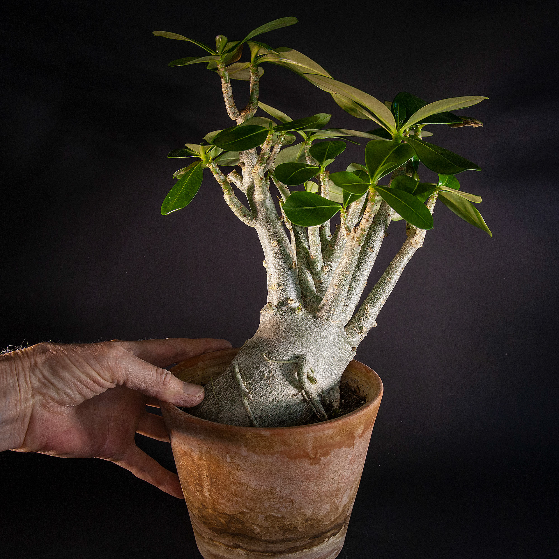 Mother plant