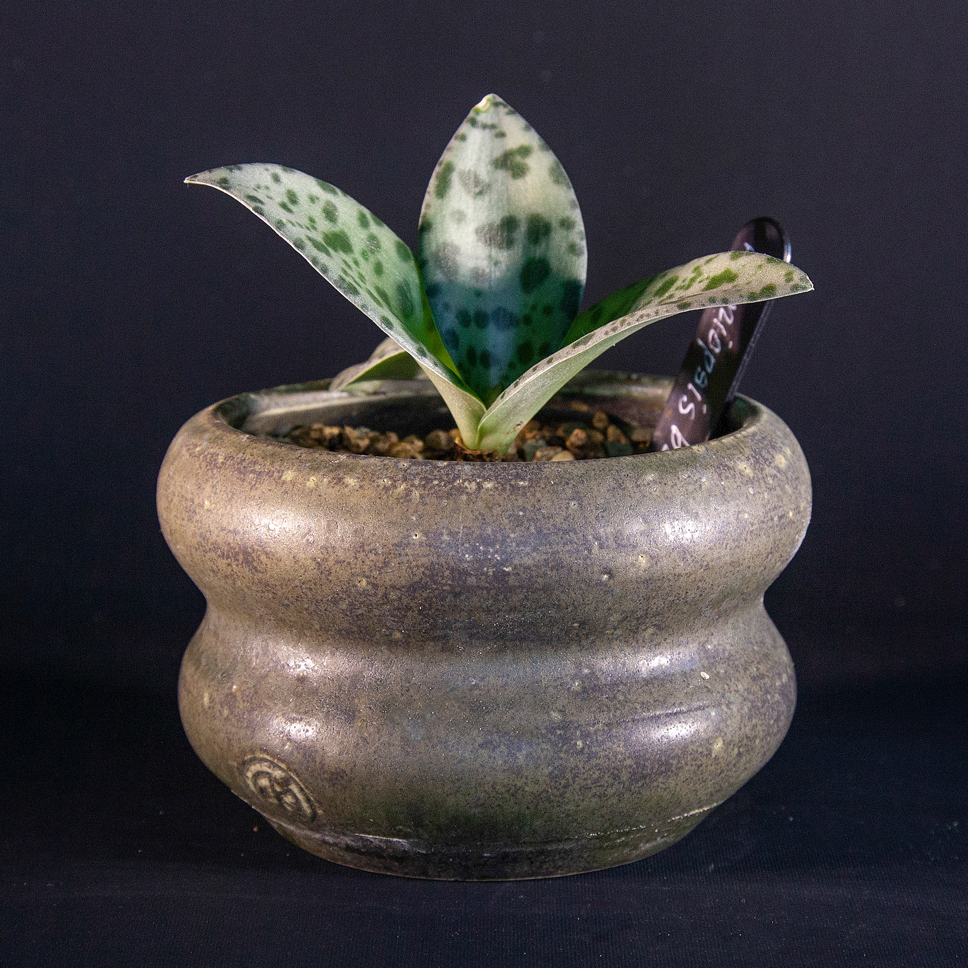 Pot #132 · 11x7 cm · SOLD