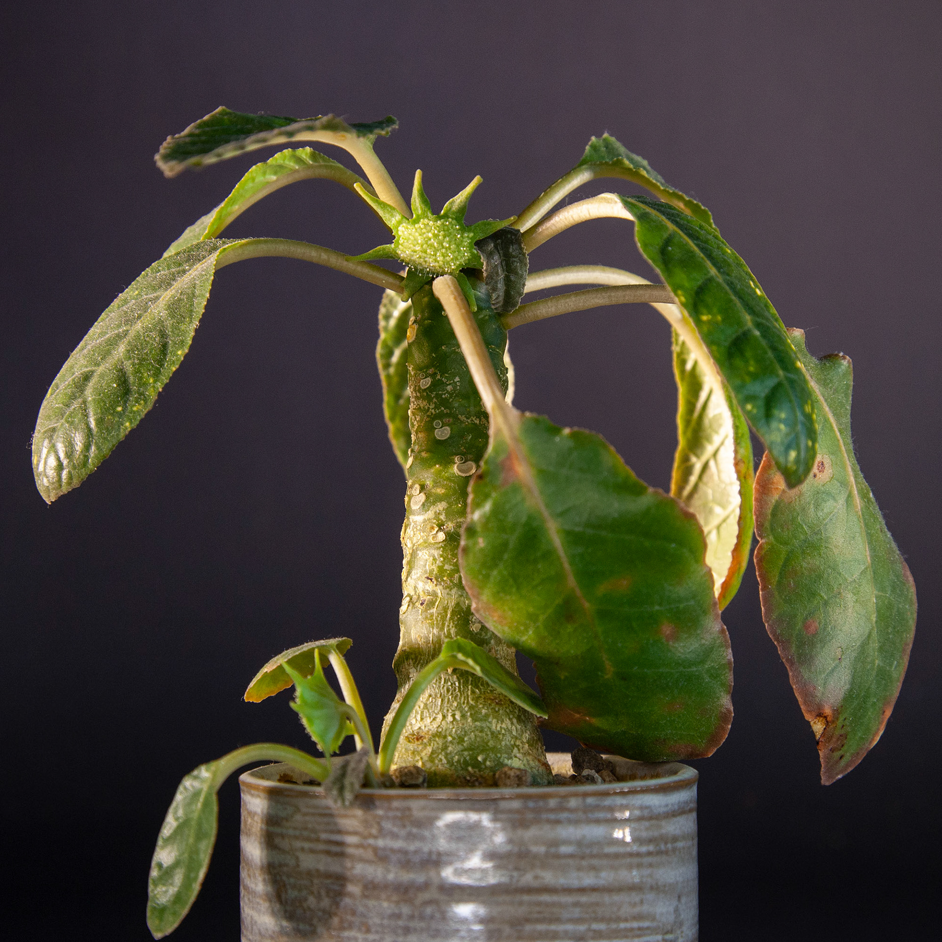 Mature D. foetida