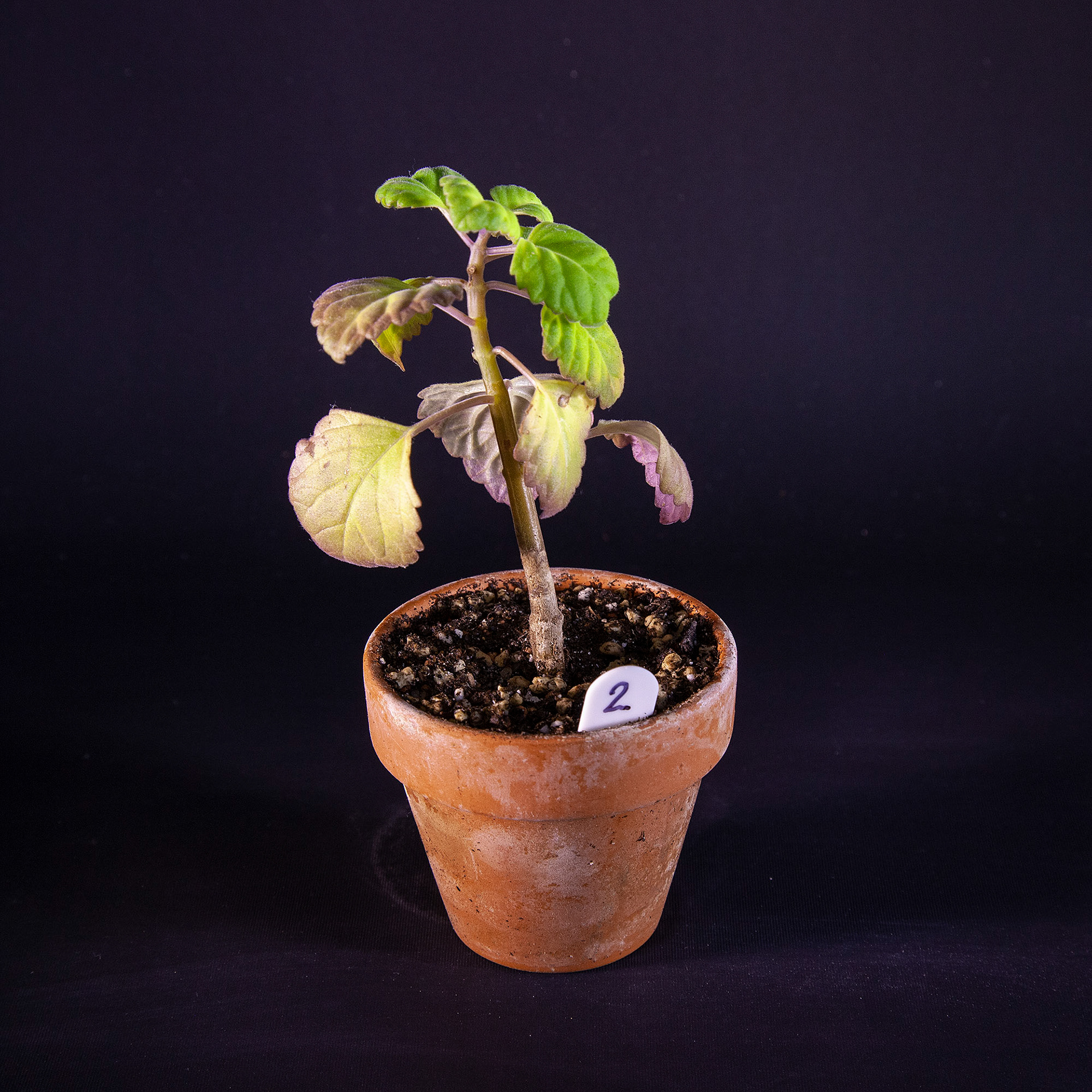 Plectranthus ernstii DKK 25,-
