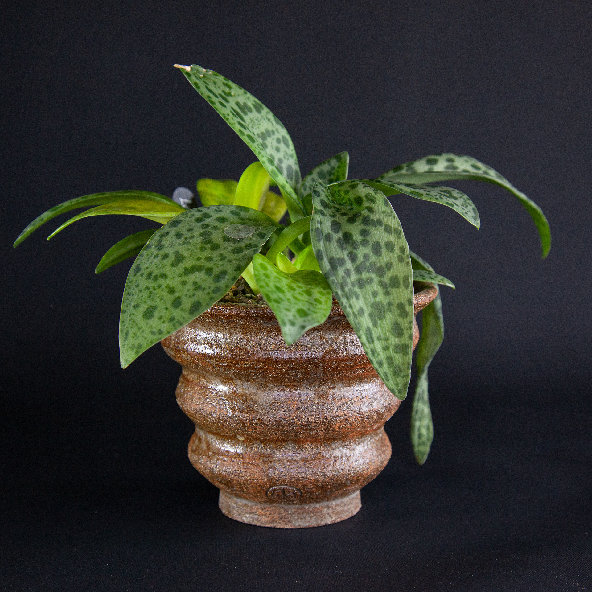 Drimiopsis botryoides 'Variegata'