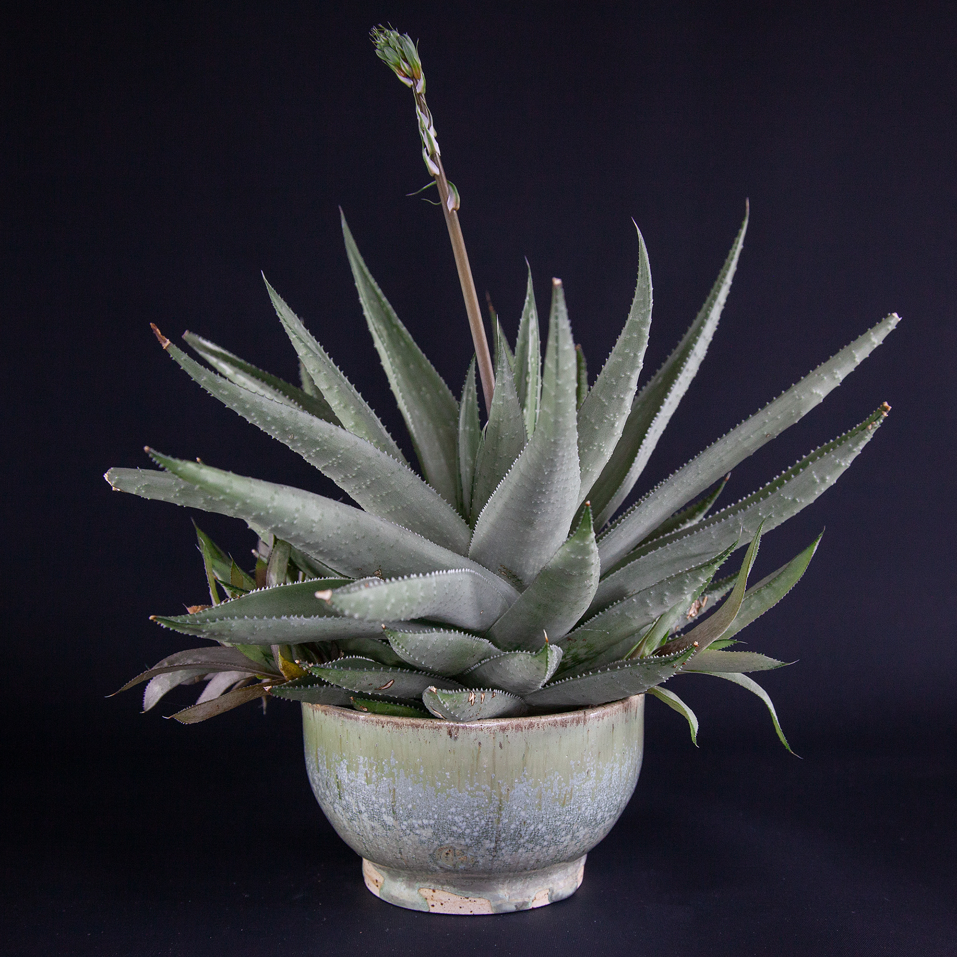 Pot #230 · 11,5x7 cm · DKK 175,-