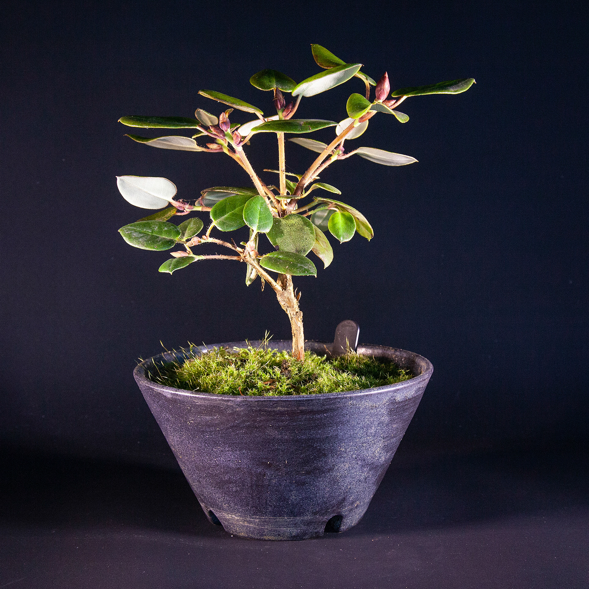 Rhododendron williamsonii