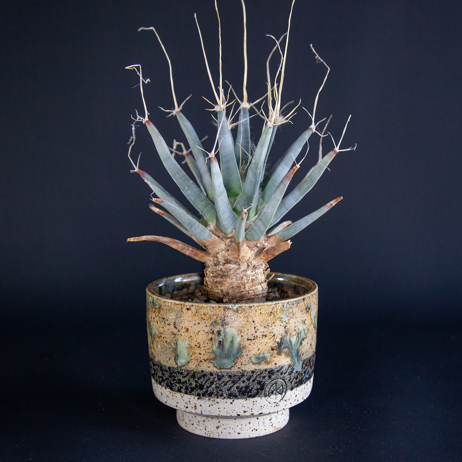 Leuchtenbergia principes