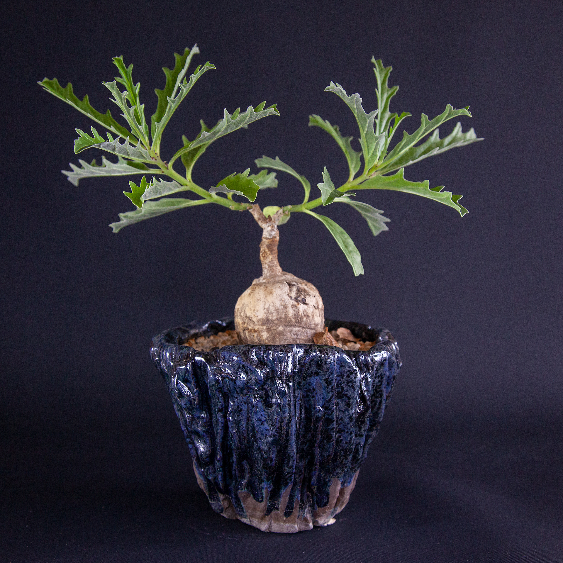 Pot #329 · 12x10 cm · DKK 200,-