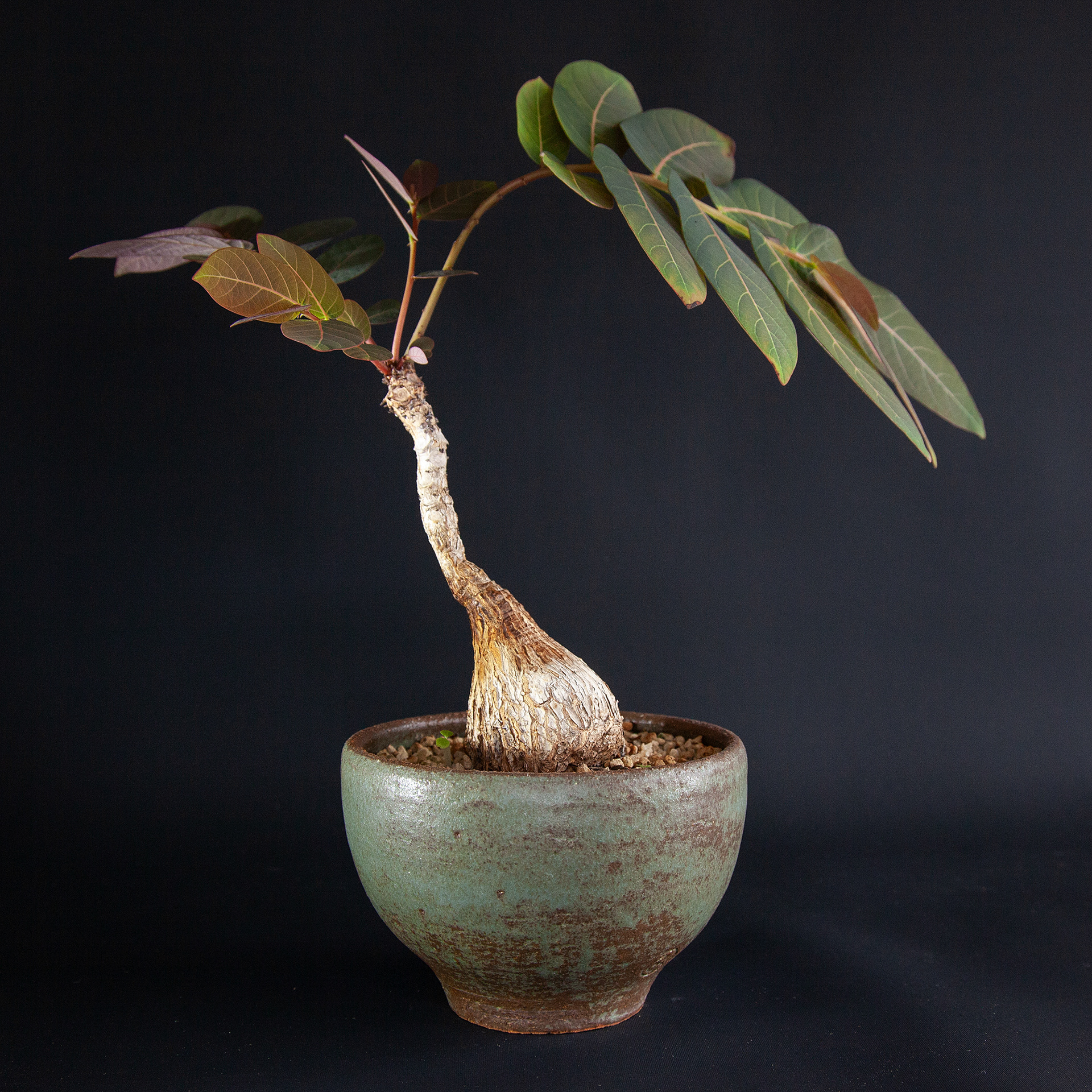 Pot #331 · 13x8 cm · DKK 250,-