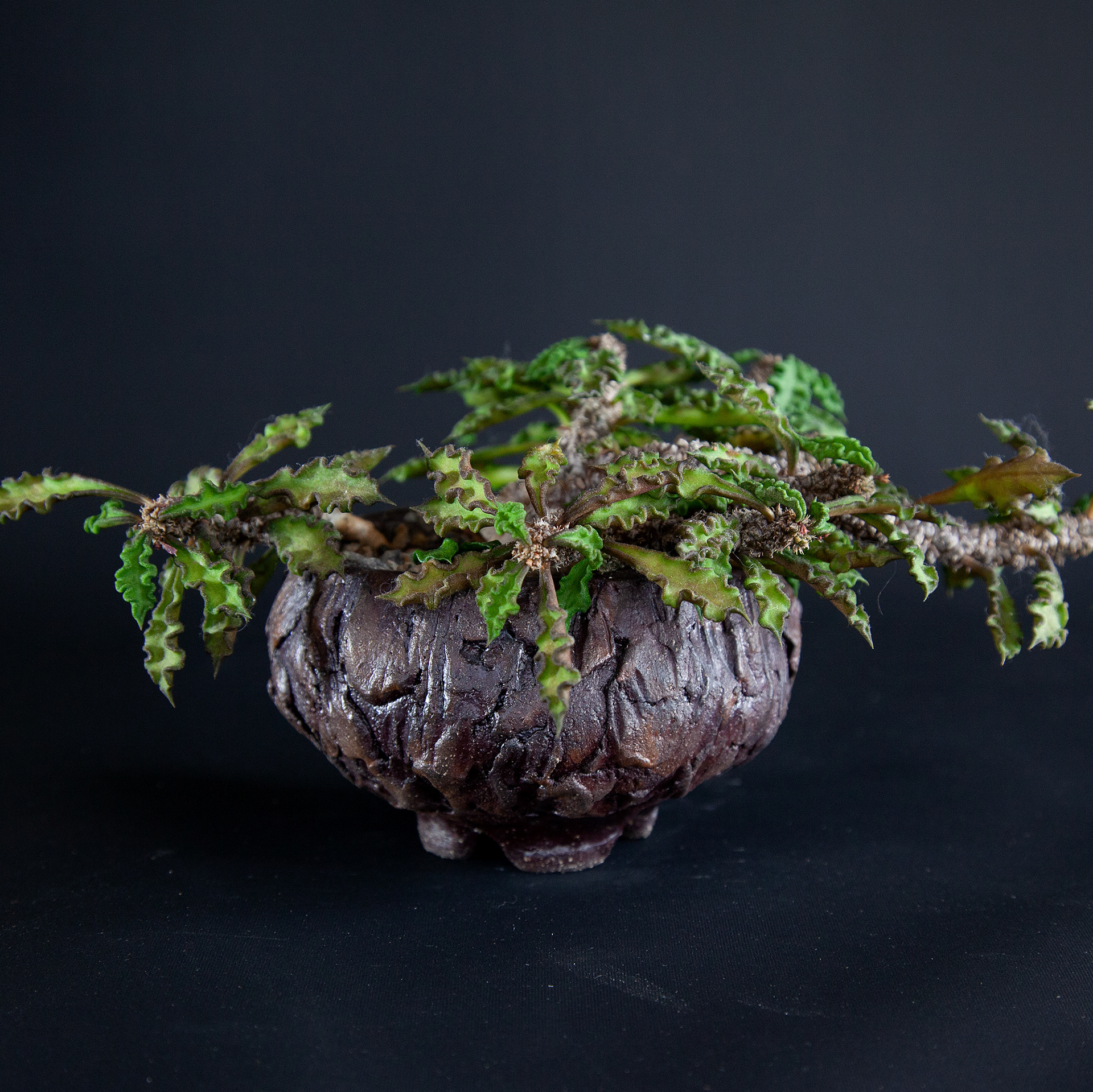 Pot #201 · 10,5x6,5 cm · DKK 175,-