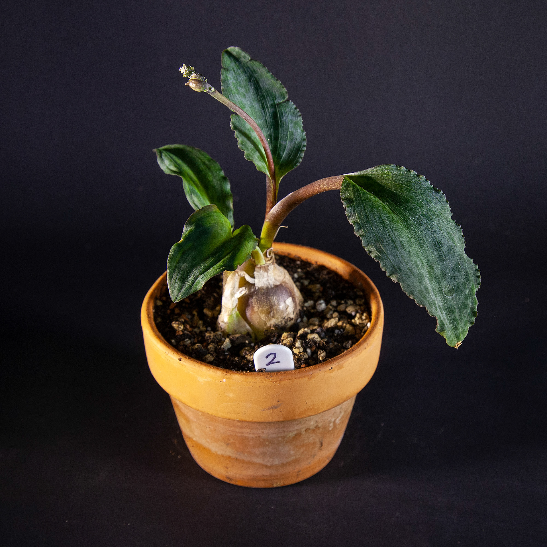 Drimiopsis atropurpurea · DKK 60,-