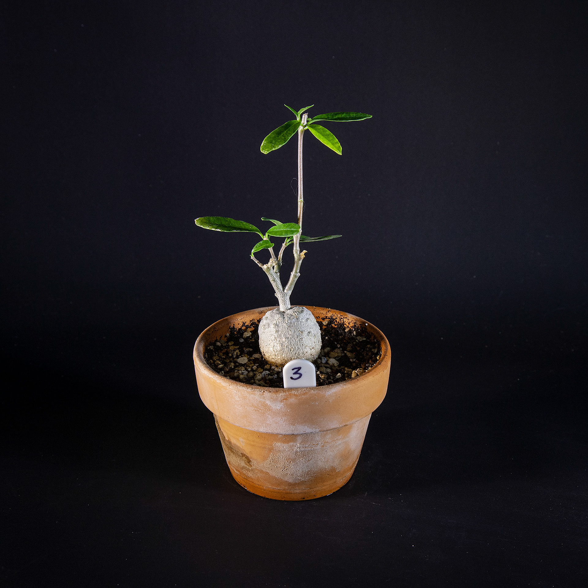 Fockea edulis DKK 40,-