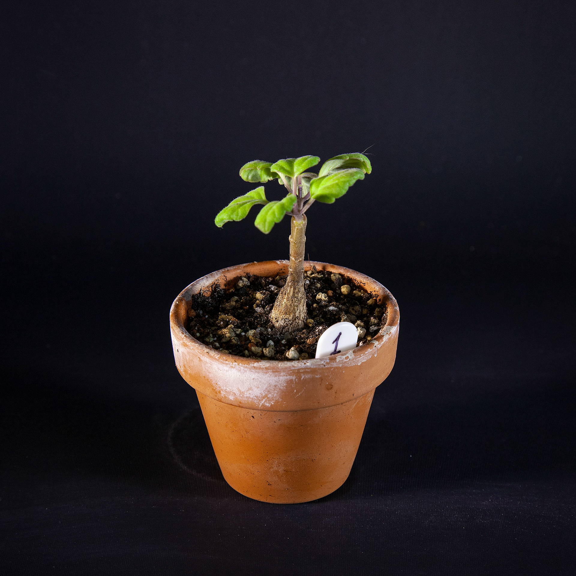 Plectranthus ernstii DKK 20,-
