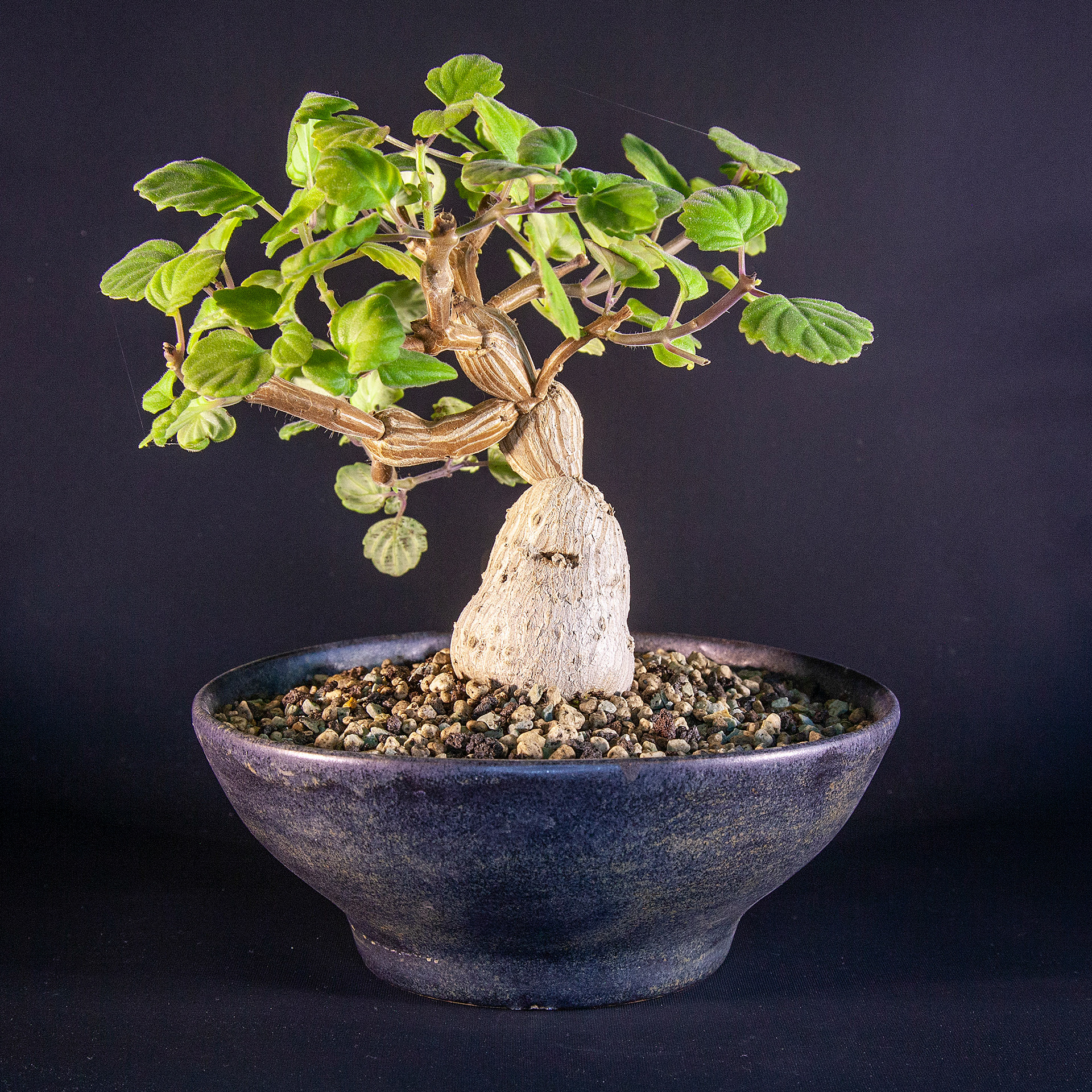 Pot #319 · 16x6,5 cm · DKK 275,-