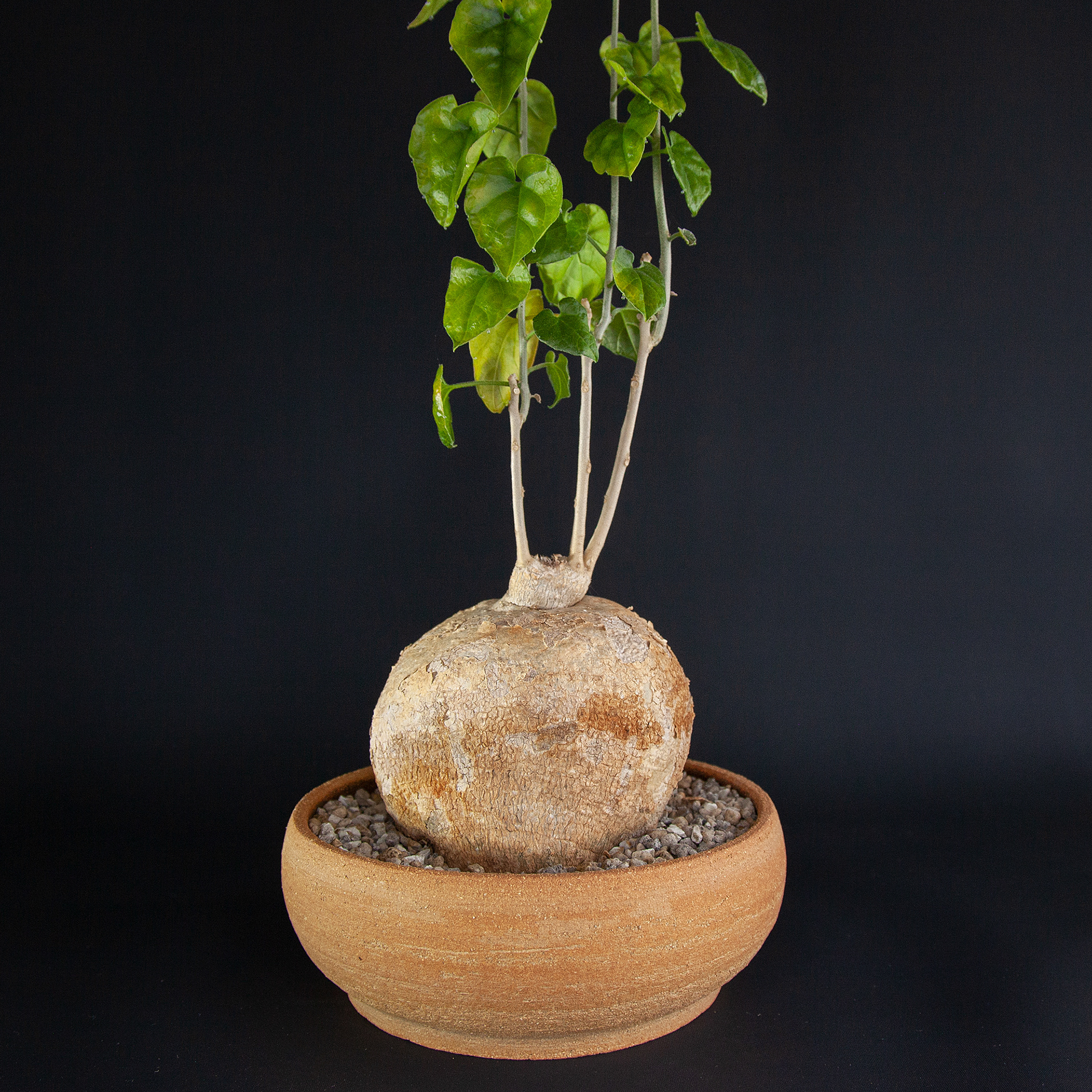 Pot #341 · 16,5x6,5 cm · DKK 250,-
