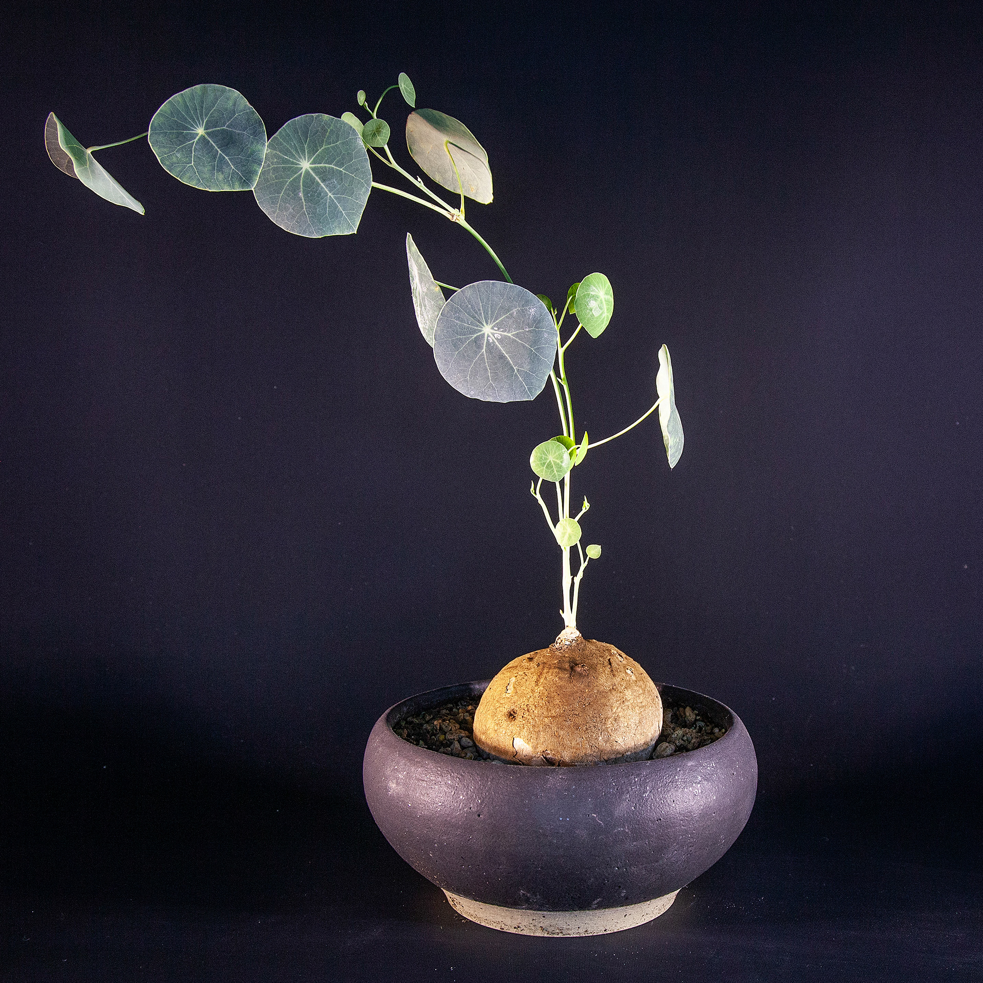 Pot #316 · 13,5x6,5 cm · DKK 250,-
