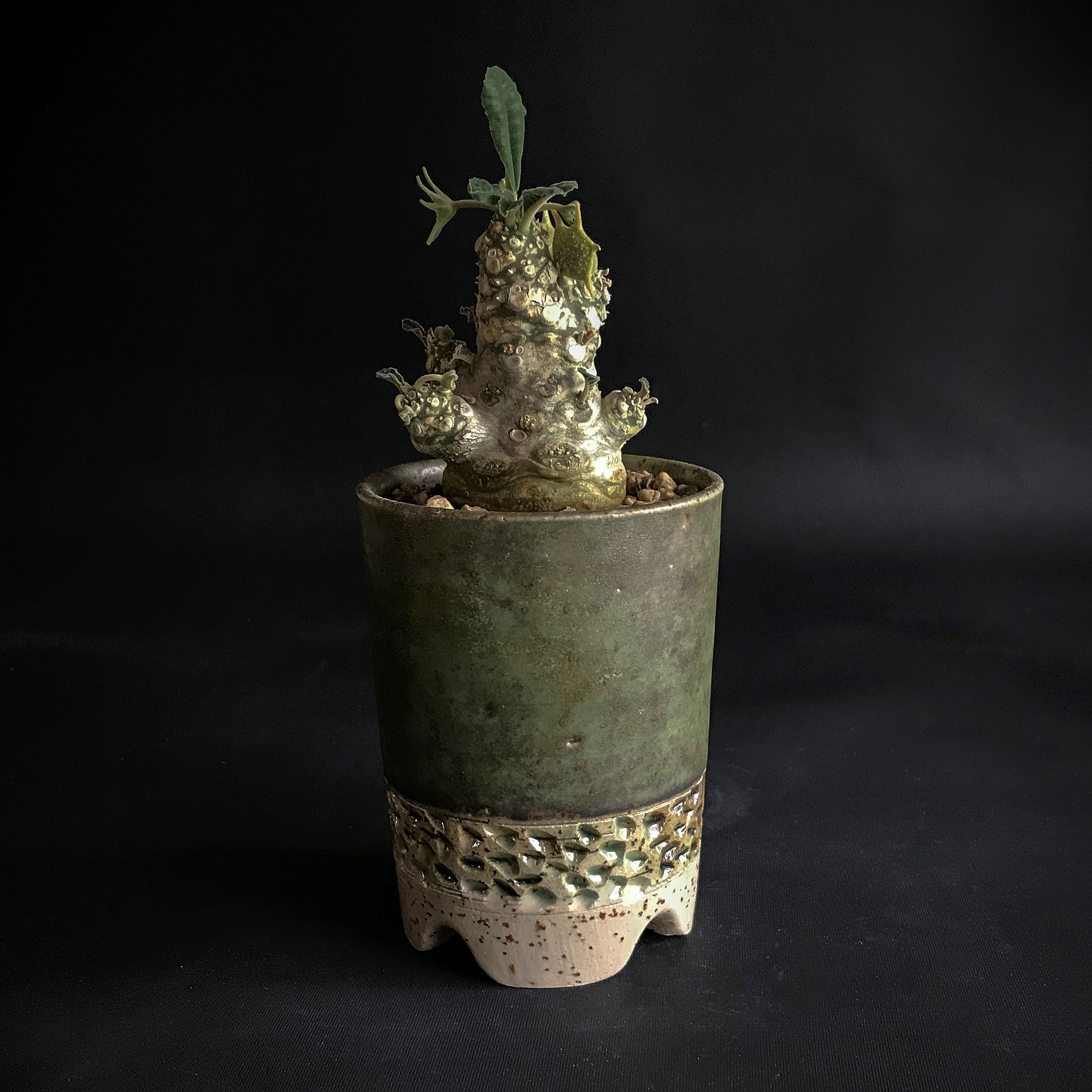 Dorstenia aff. crispa