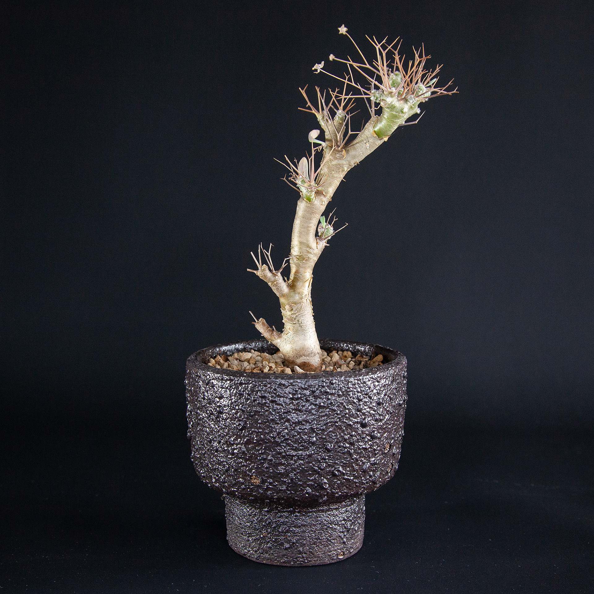 Pot #225 · 9,5x8,5 cm · DKK 175,-