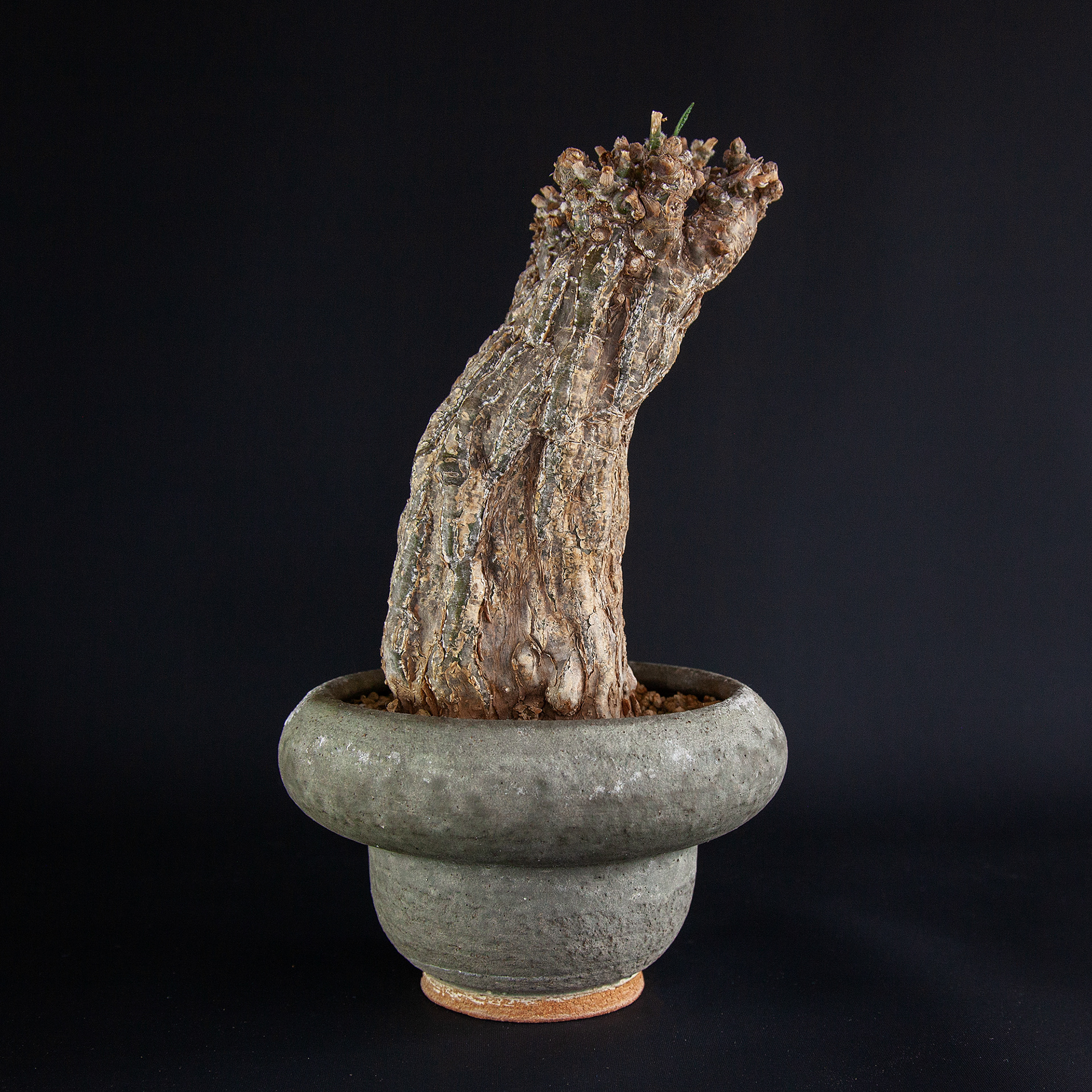 Pot #328 · 16x9 cm · SOLD