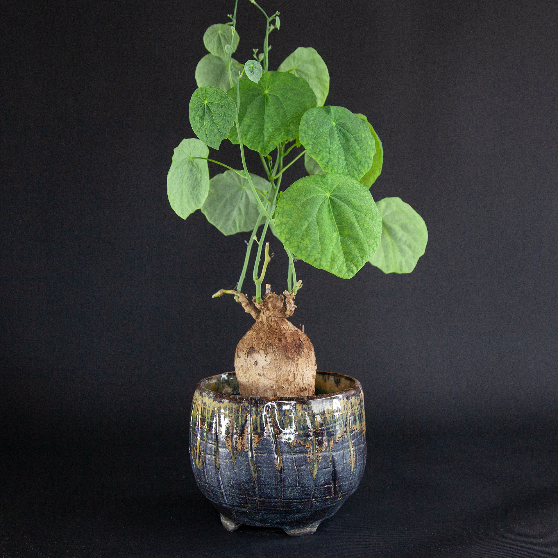 Pot #217 · 10x8 cm · DKK 220,-