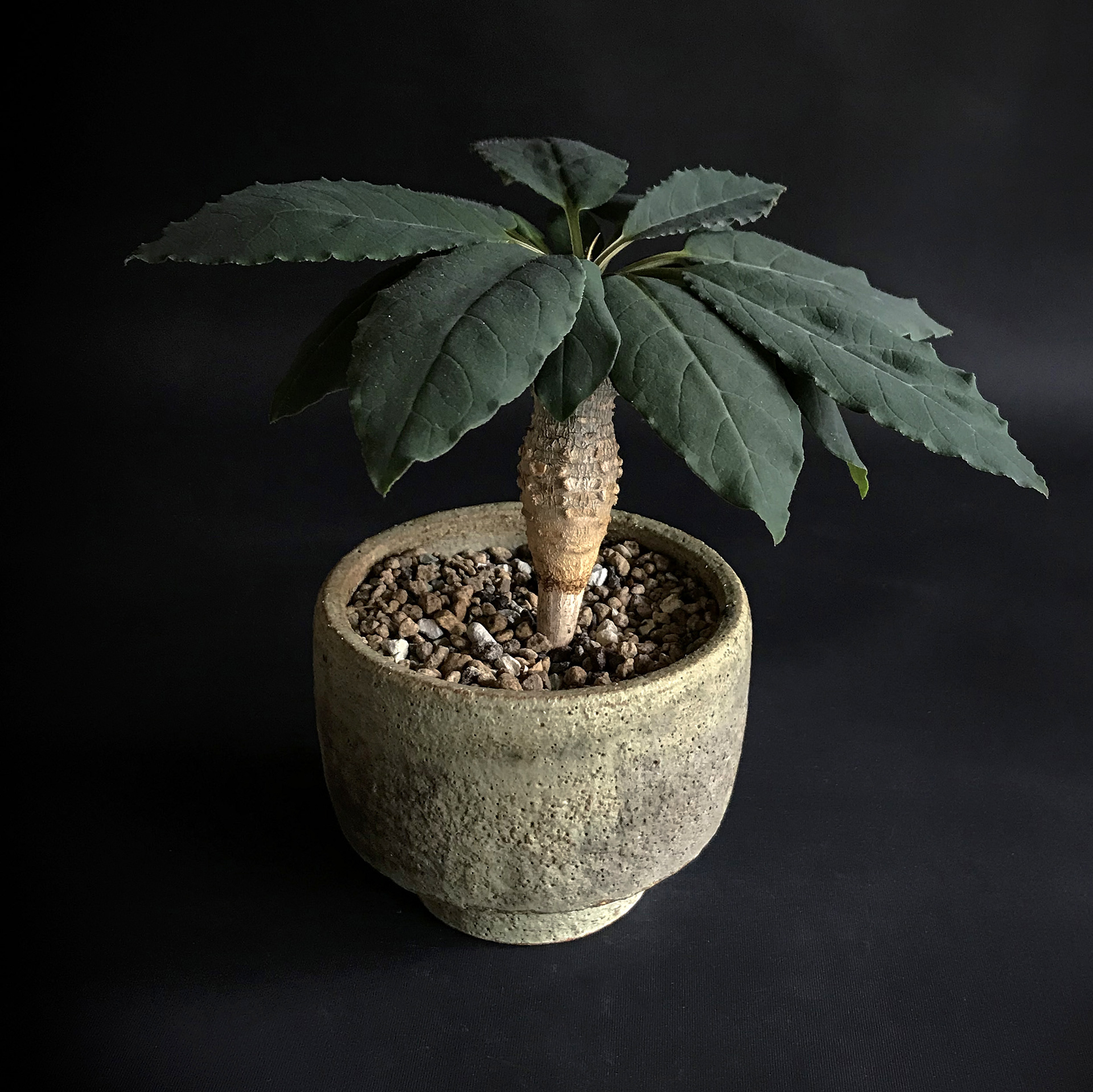 Euphorbia ancarensis