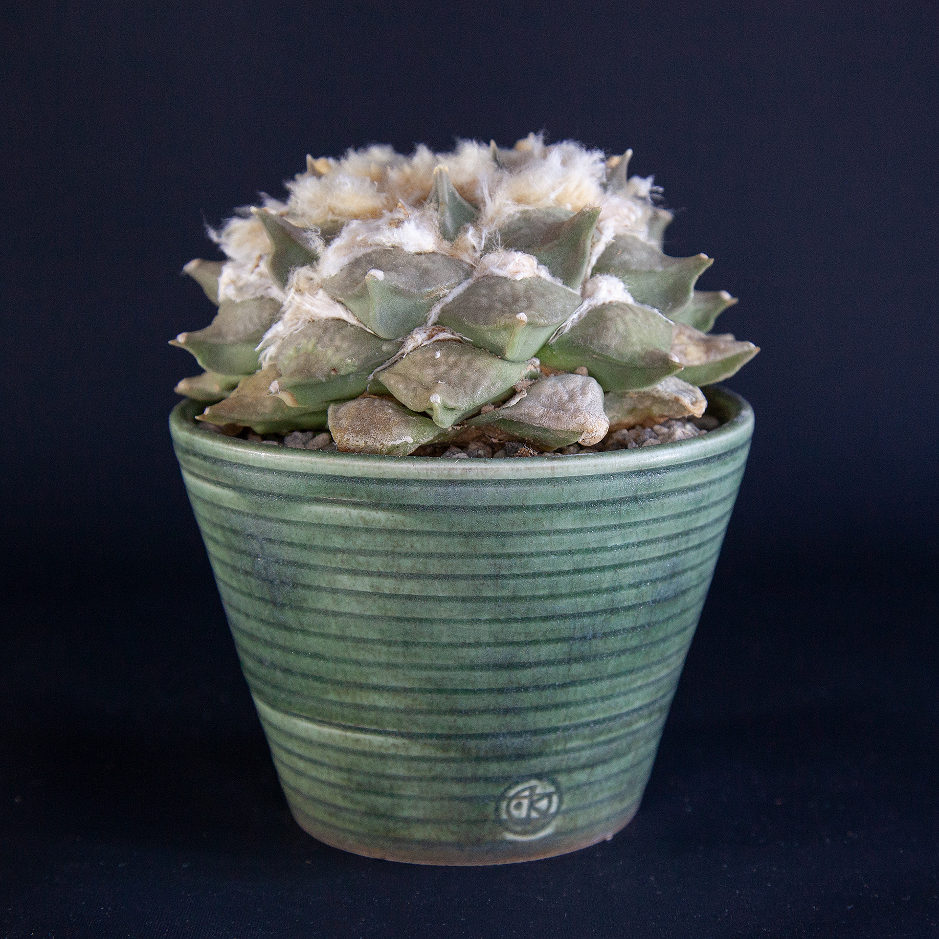 Ariocarpus furfuracens