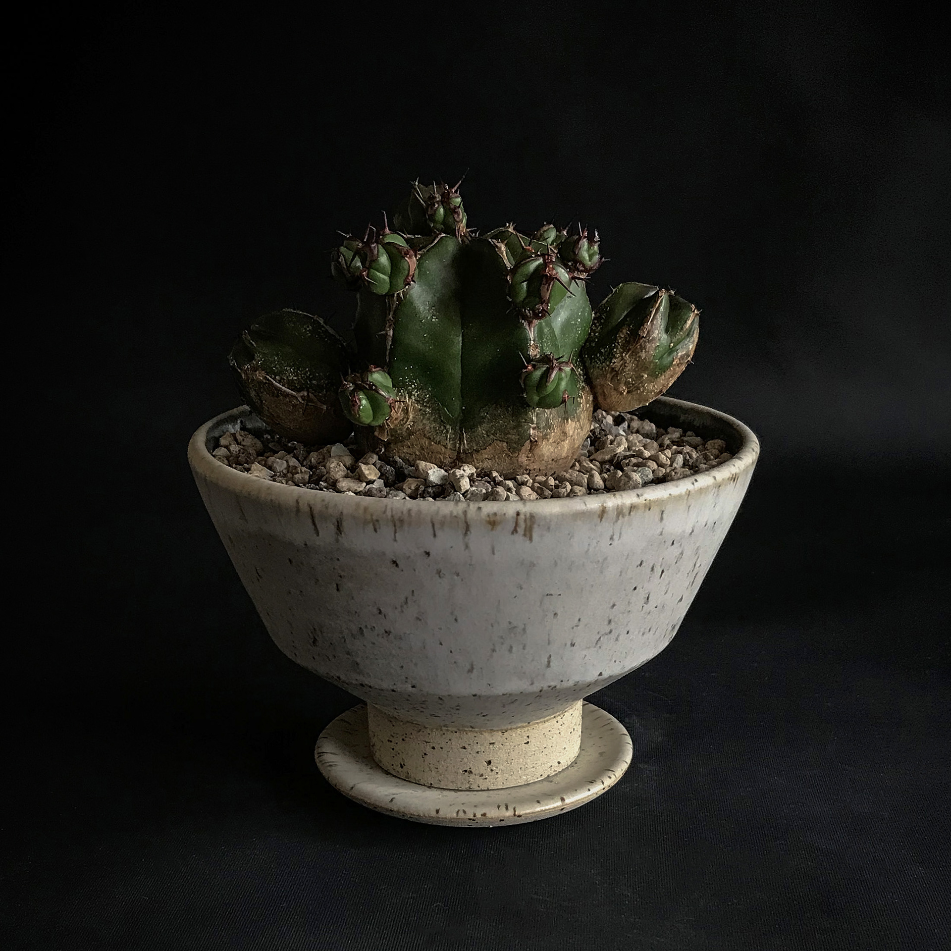 Euphorbia officinarum