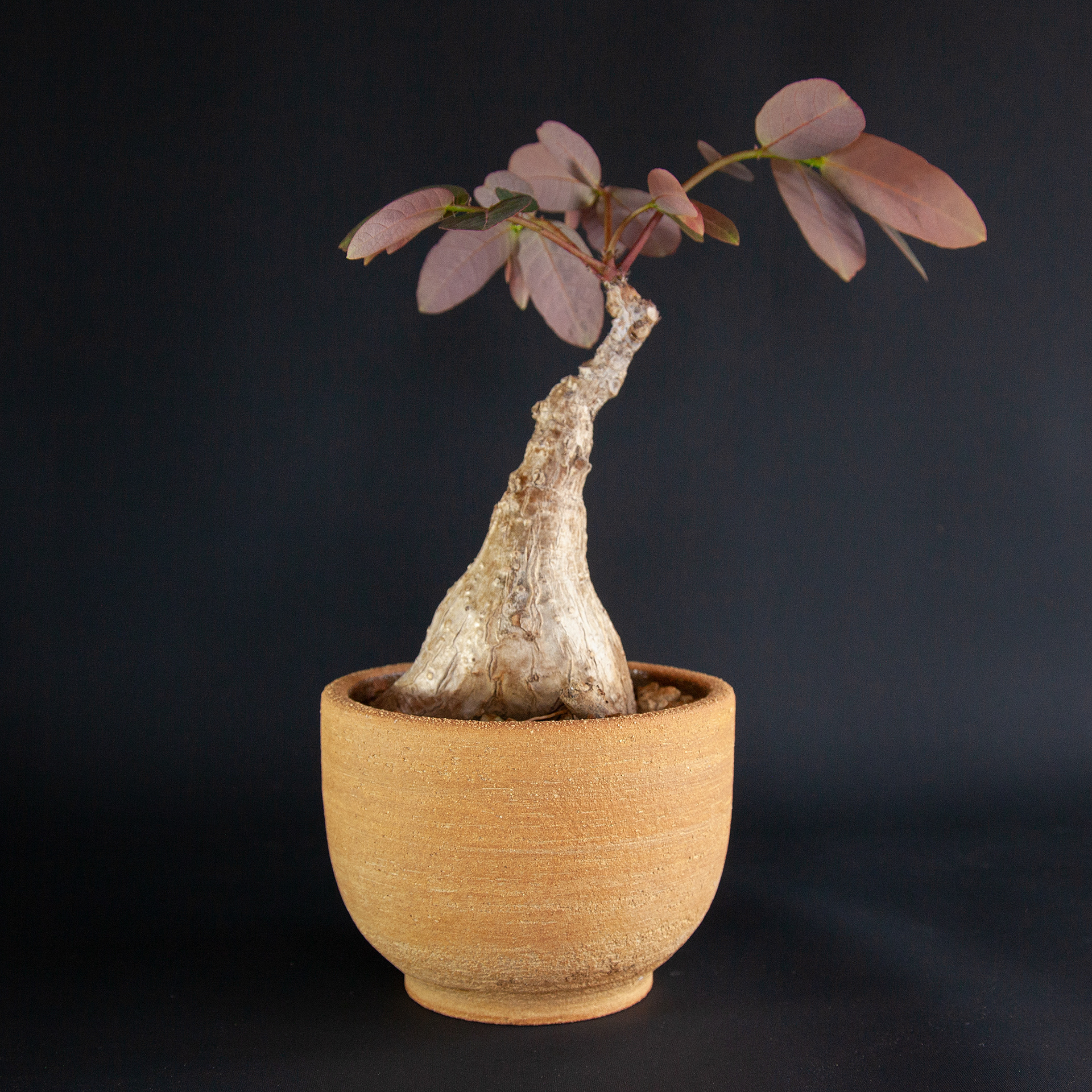 Pot #332 · 13x9,5 cm · DKK 225,-