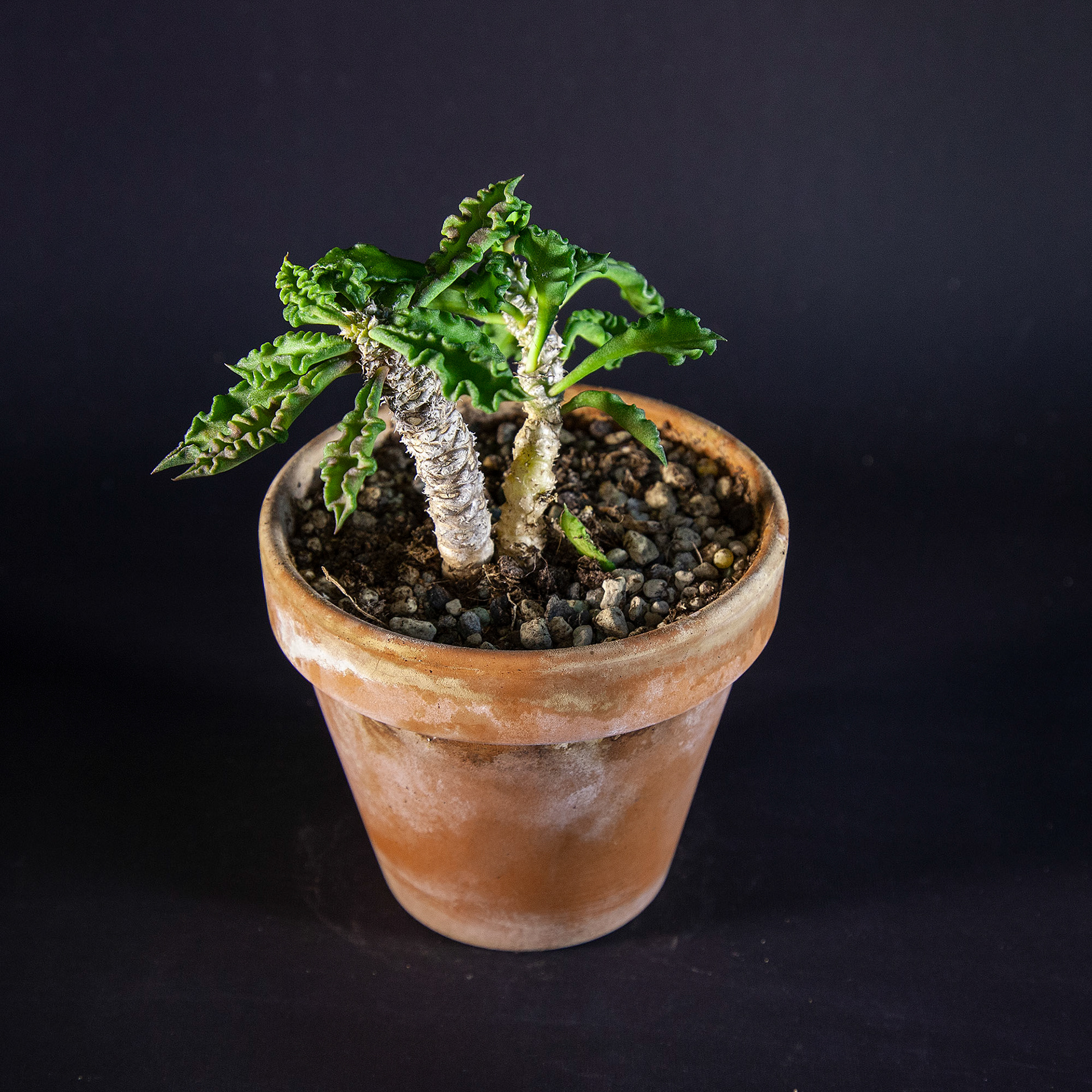 Euphorbia decaryi DKK 60,-