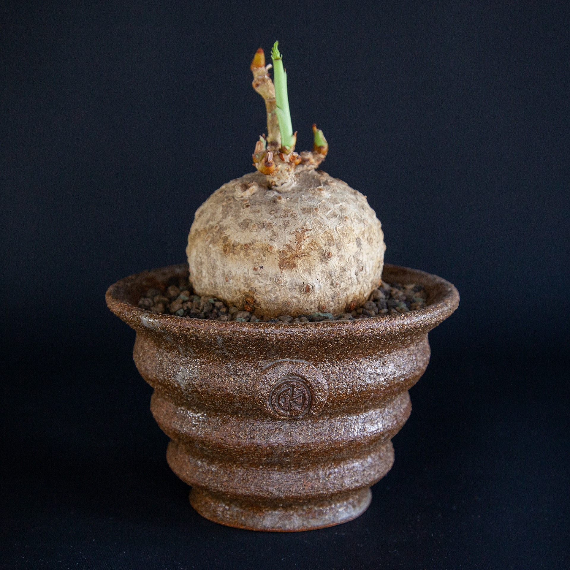 Pot #236 · 12x9 cm · DKK 225,-