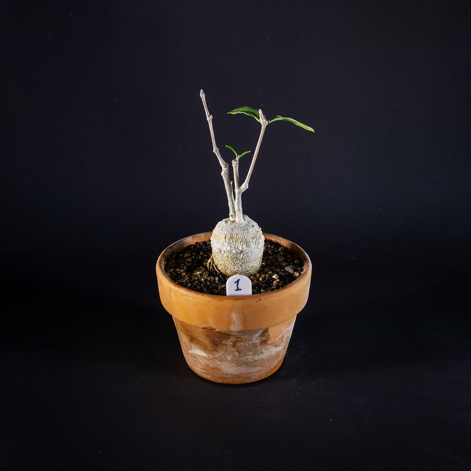 Fockea edulis DKK 45,-