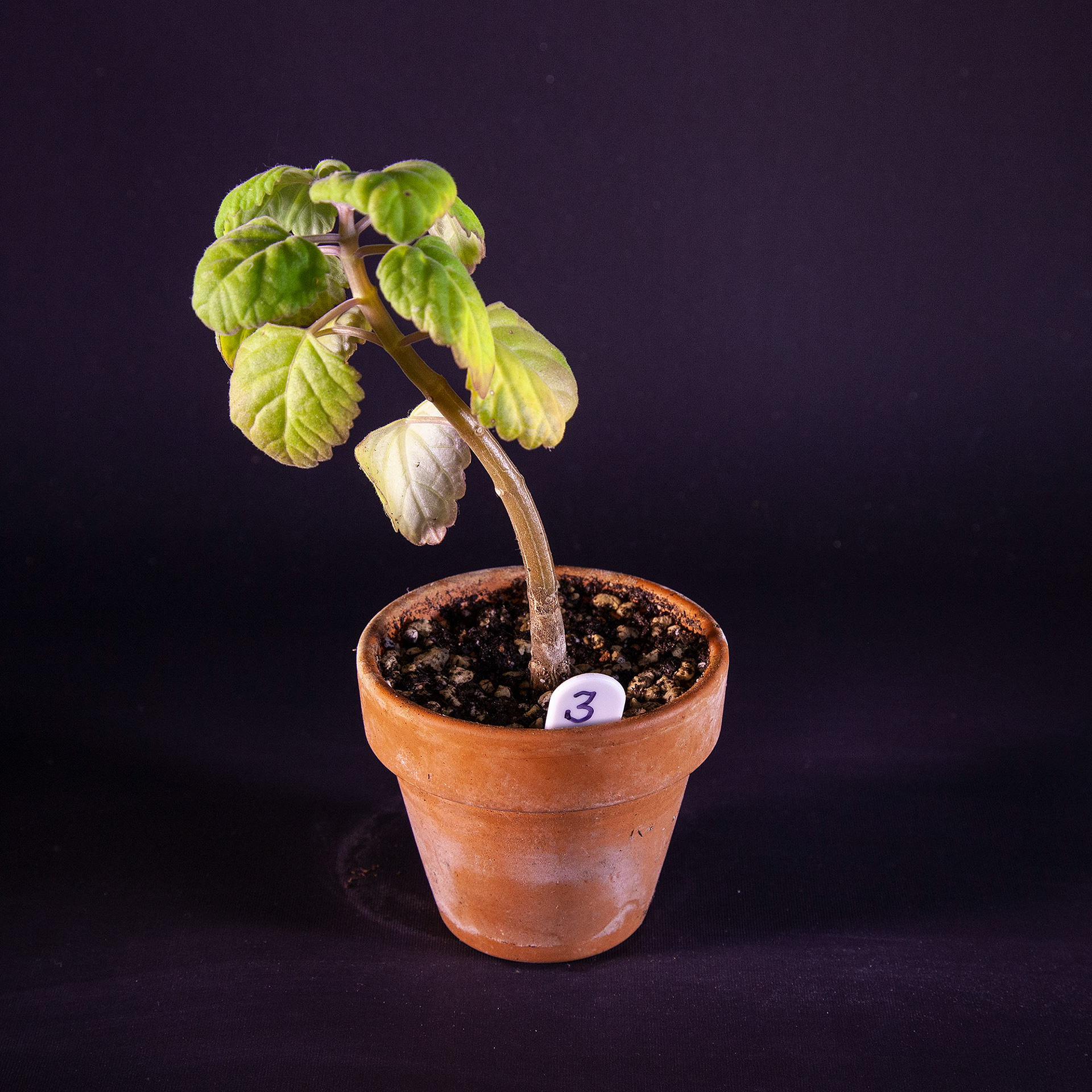 Plectranthus ernstii DKK 25,-