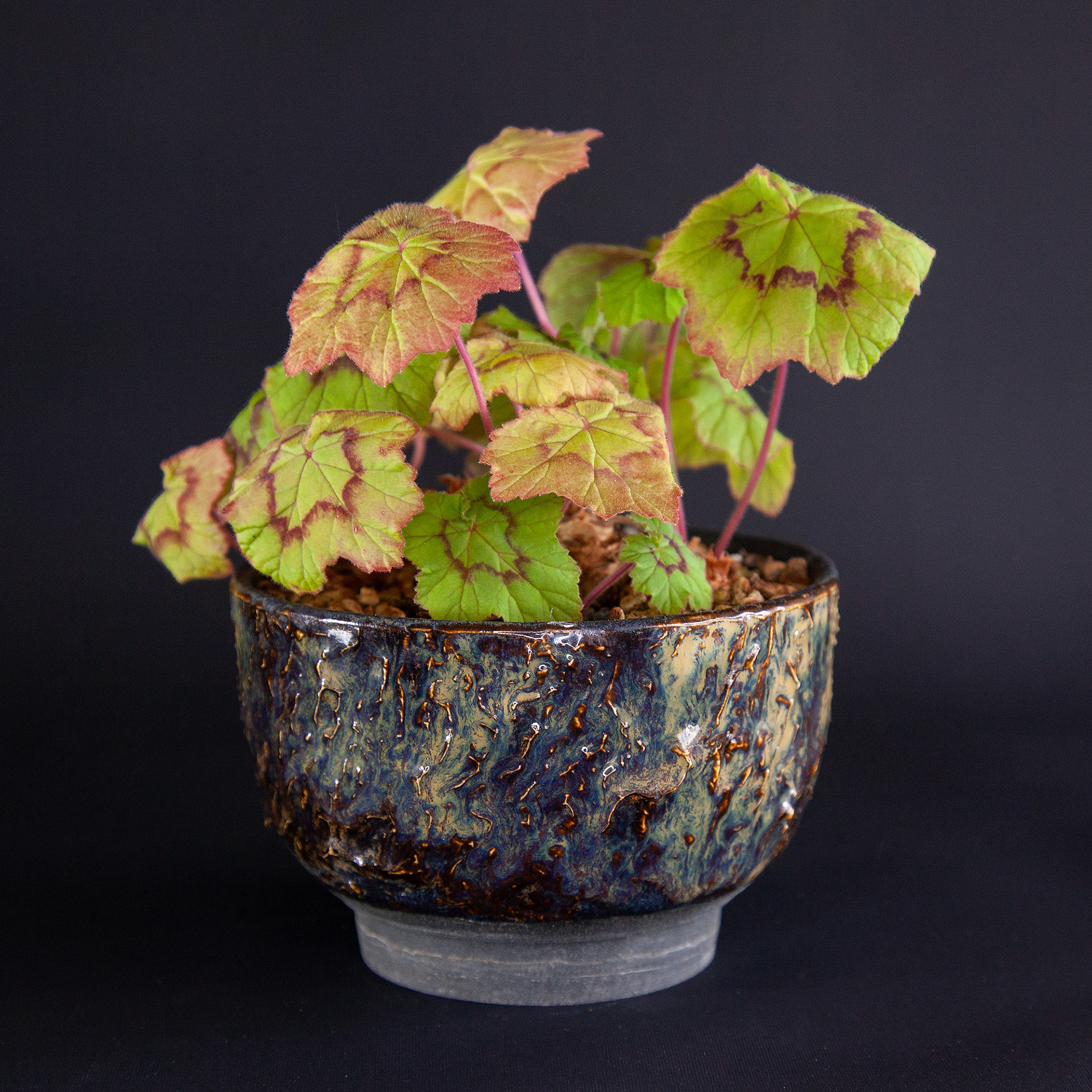 Pelargonium tranvaalense