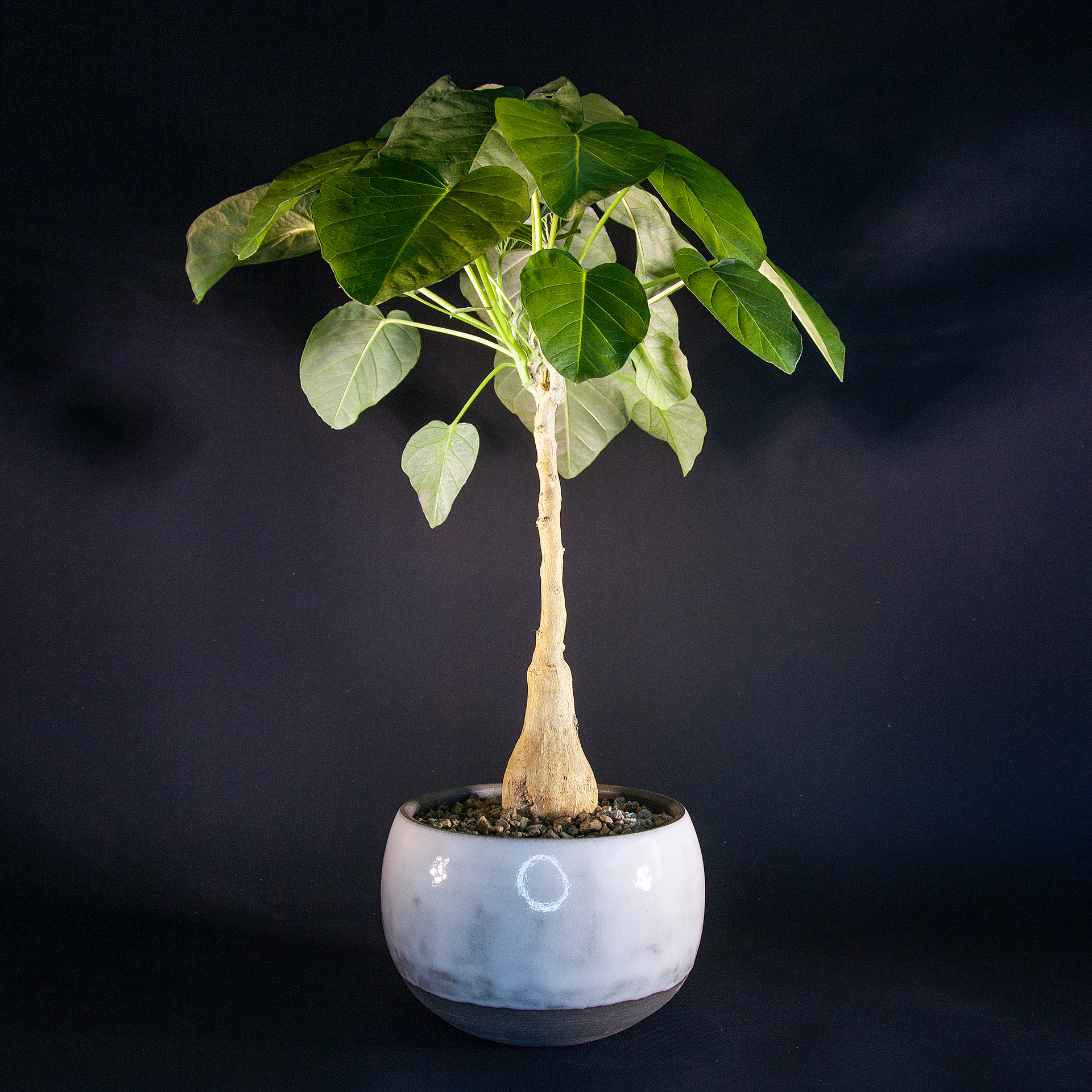 Pot #267 · 12x8,5 cm · DKK 195,-