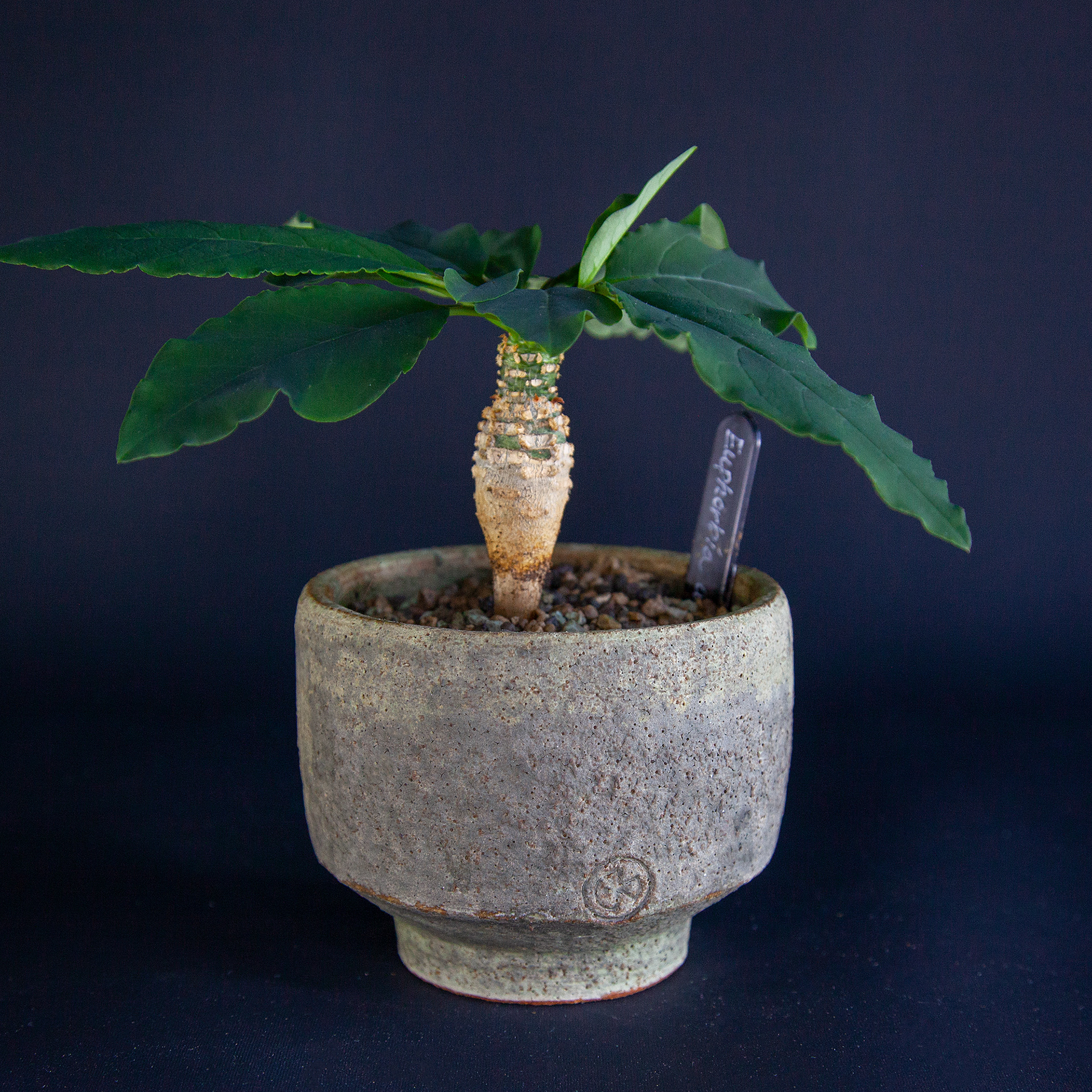 Euphorbia xxxx, young plant