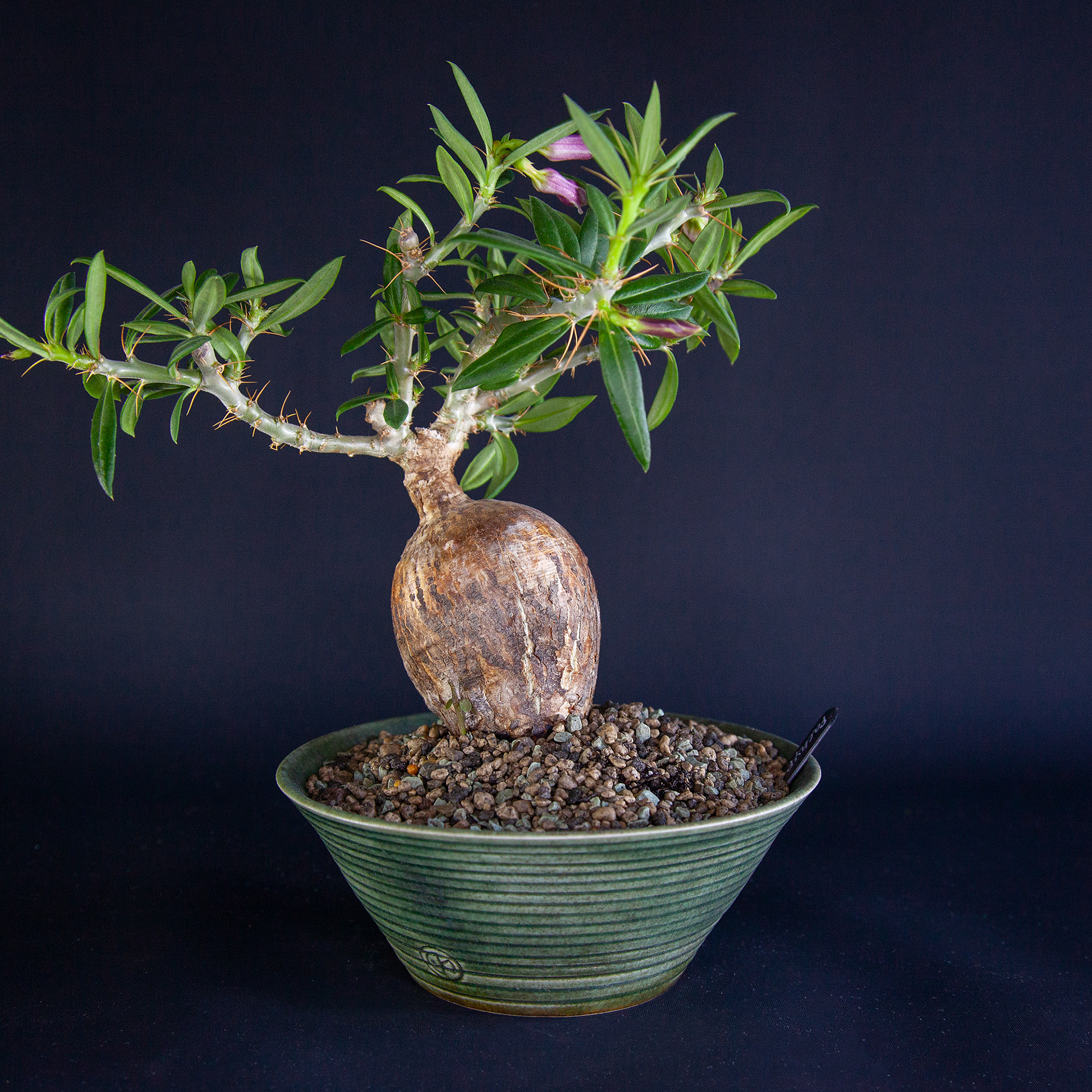 Pachypodium bispinosum