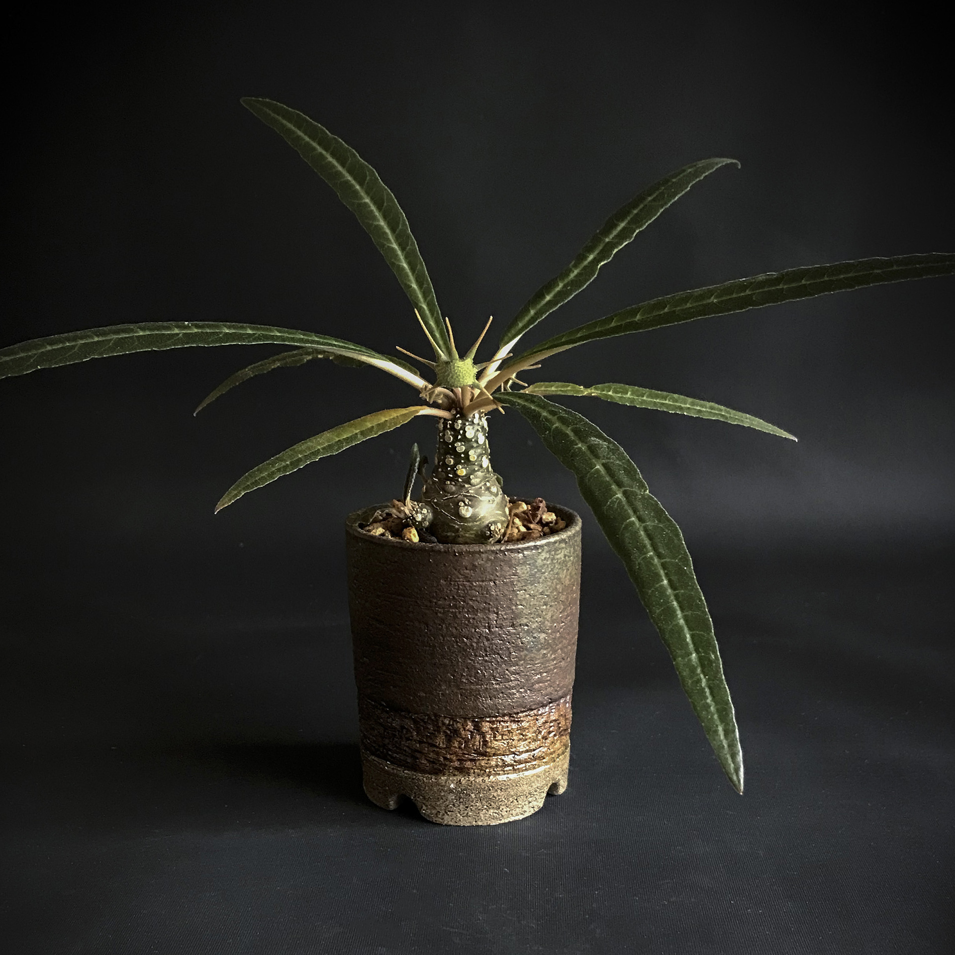 Dorstenia lancifolia