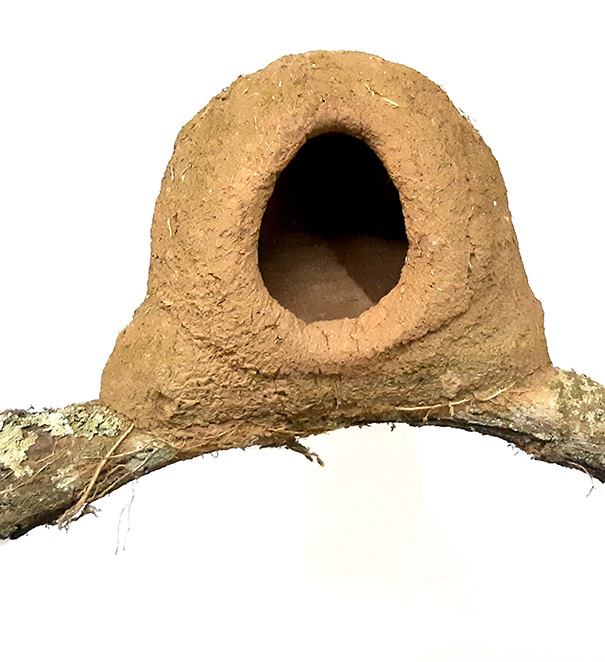 Nest