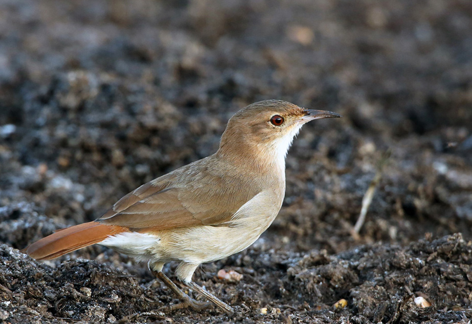João de Barro bird