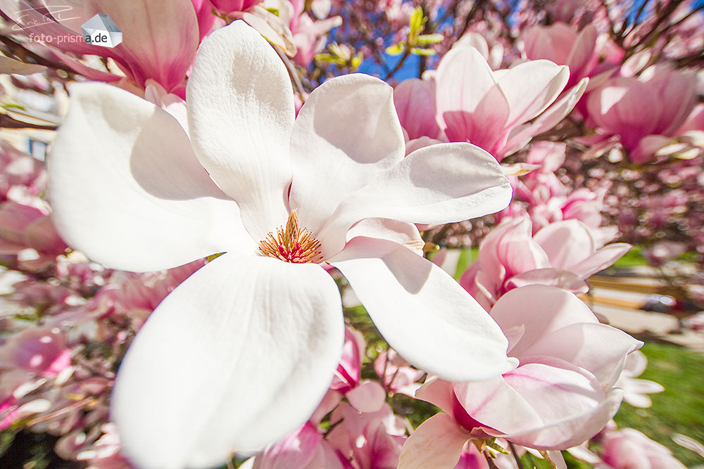 Magnolien am Makartplatz in Salzburg