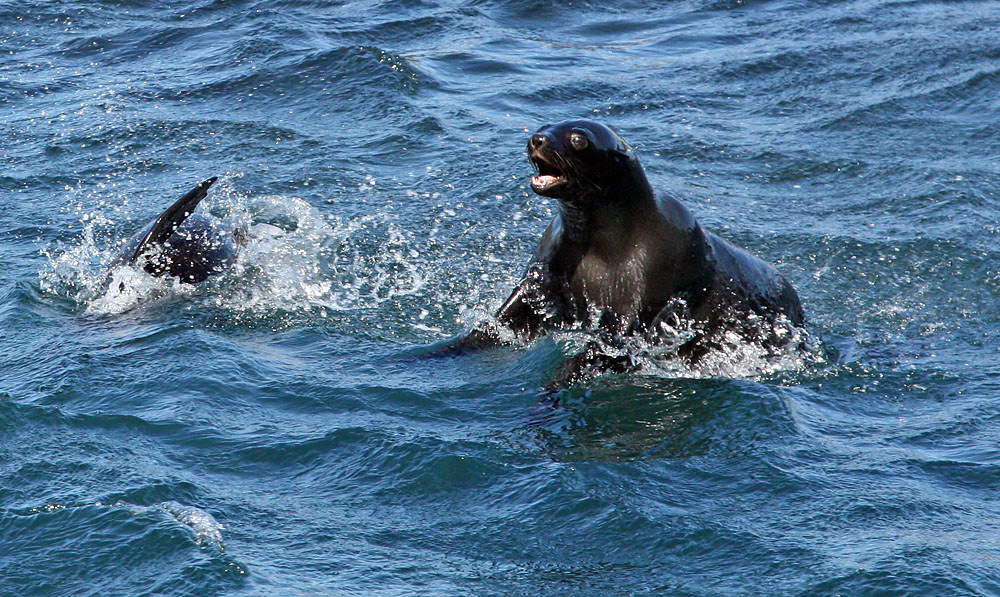 Ein Seehund springt in der Hout Bay, Südafrika, aus dem Wasser