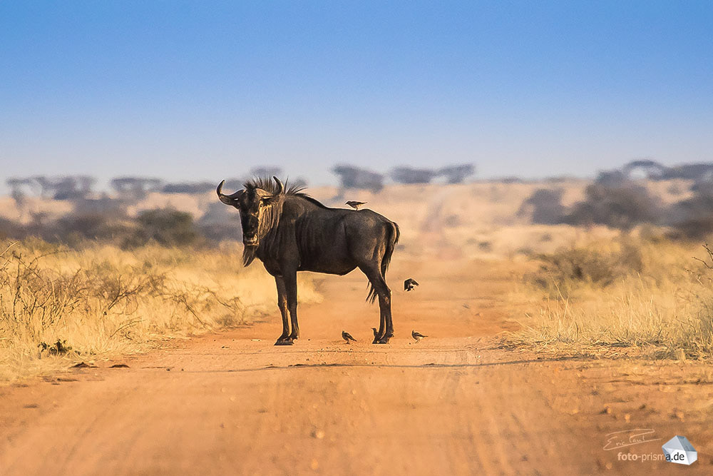 Ein Gnu mit Vögeln auf seinem Rücken steht auf einer Piste im Africat Wildlife Reserve, Okonjima, Namibia
